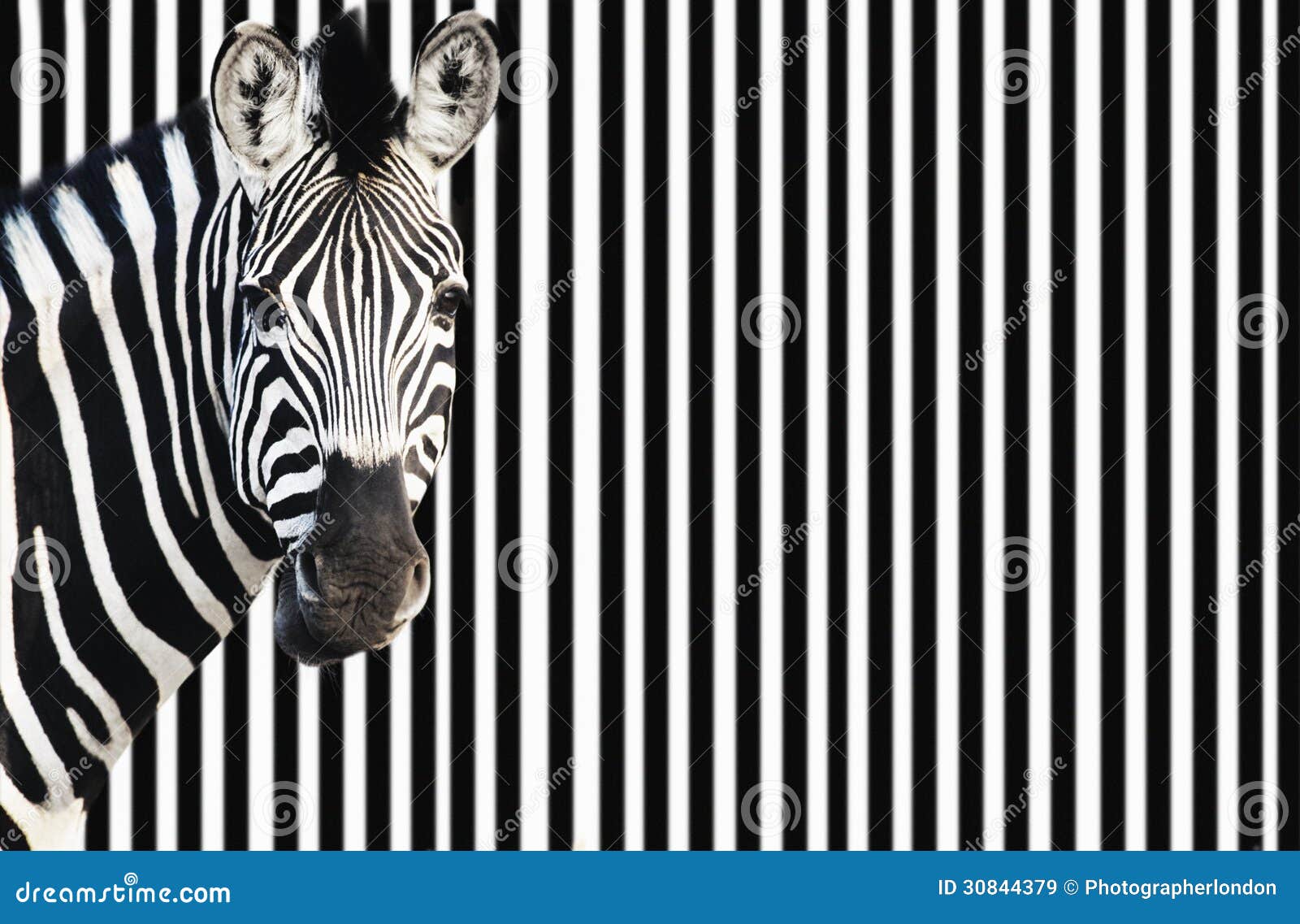 zebra on striped background looking at camera