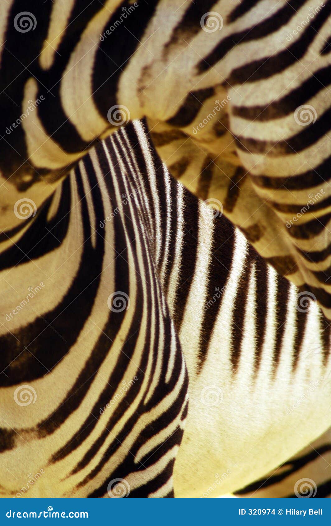 Zebra Stripes Stock Photo Image Of Striping Zebra Equine 320974