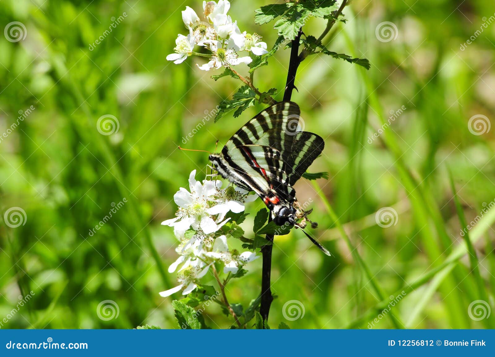 zebra swallowtail butterfly plants zone 10 florida for sale zebra swallowtail butterfly plants zone 10 florida for sale