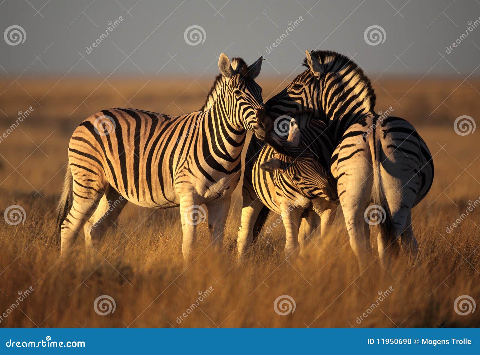 three zebras Ansichtskarte trois zébres Zebra-Trio 