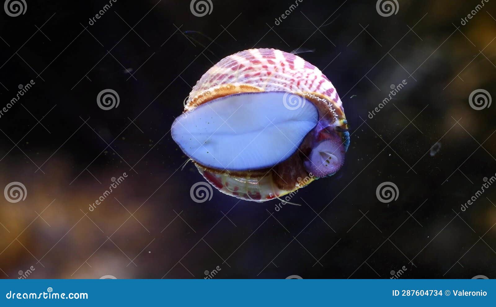 Zebra Turbo Snail Move Creeping Foot on Front Glass, Surface Cleaner