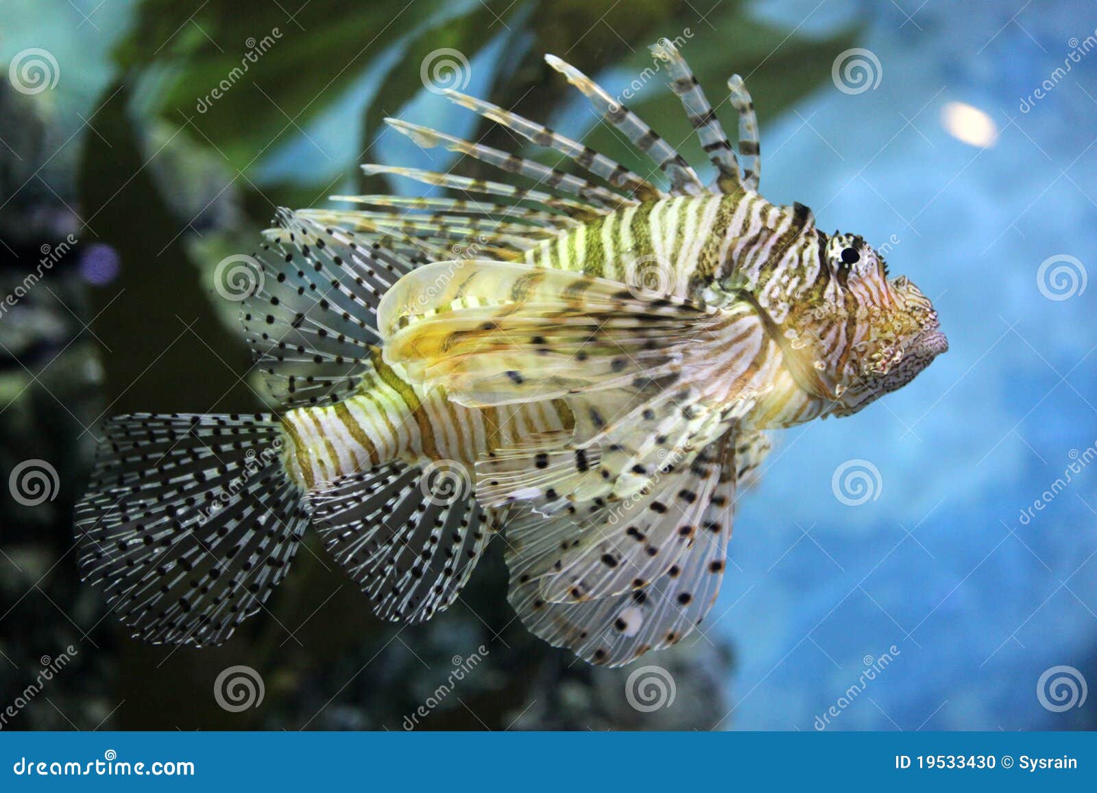 Zebra turkeyfish stock photo. Image of zebra, marine 19533430