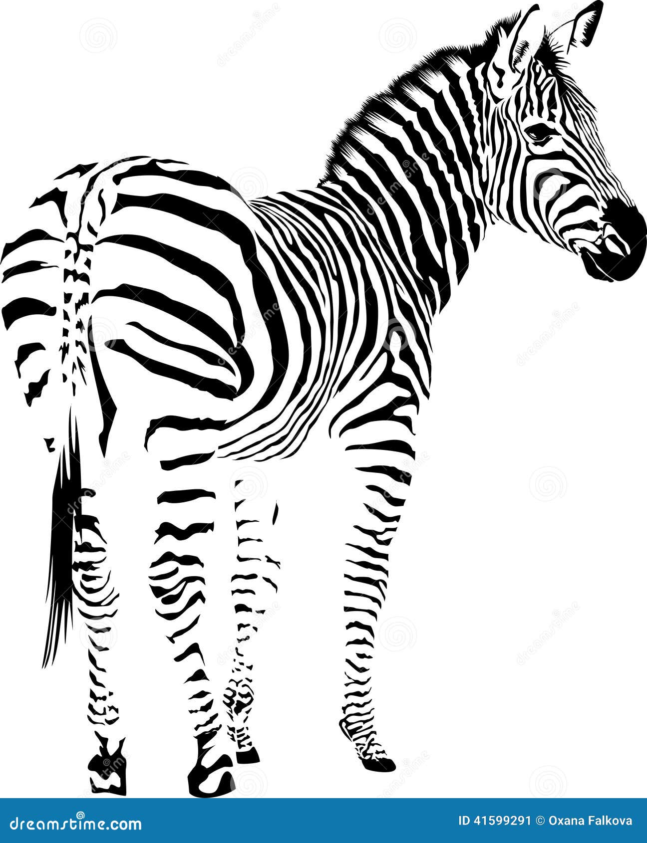 zebra