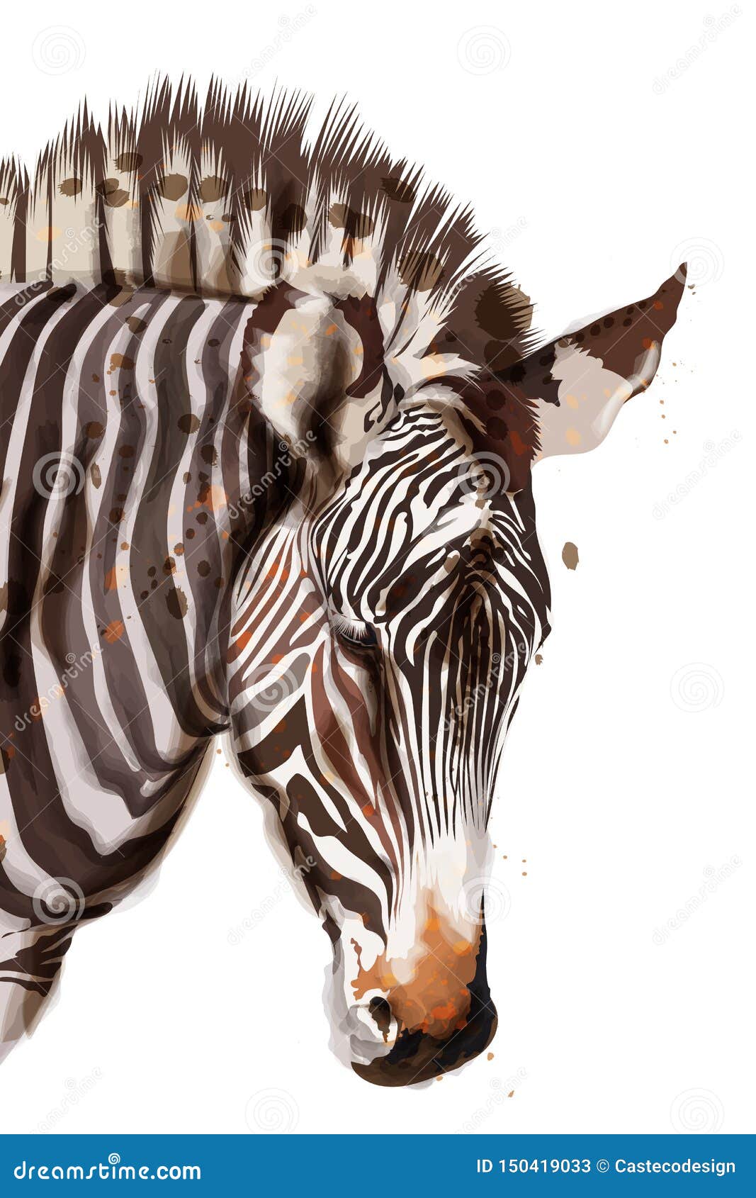 zebra  watercolor  on white. painted style s
