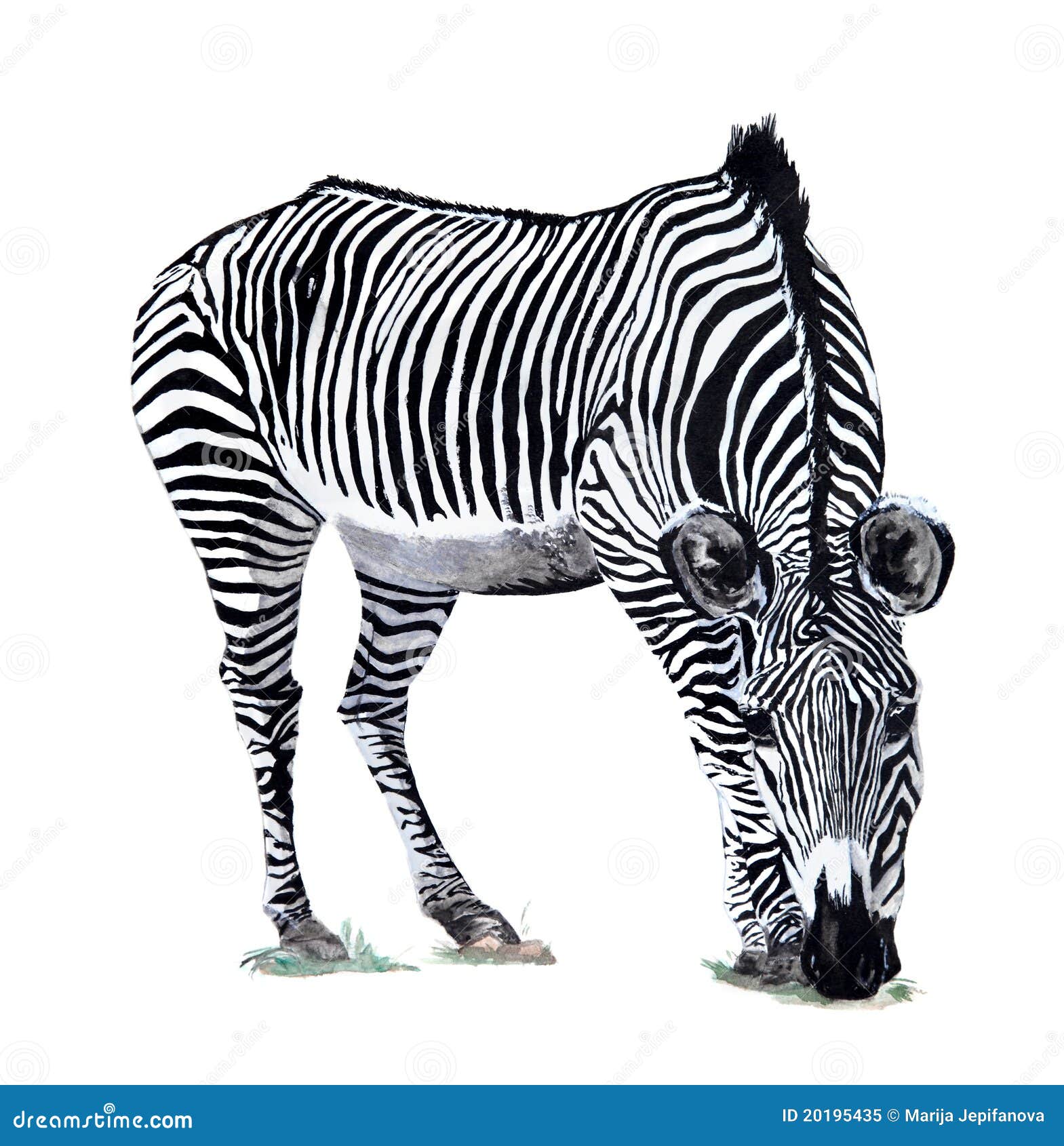 Zebra Watercolor drawing stock illustration. Illustration ...