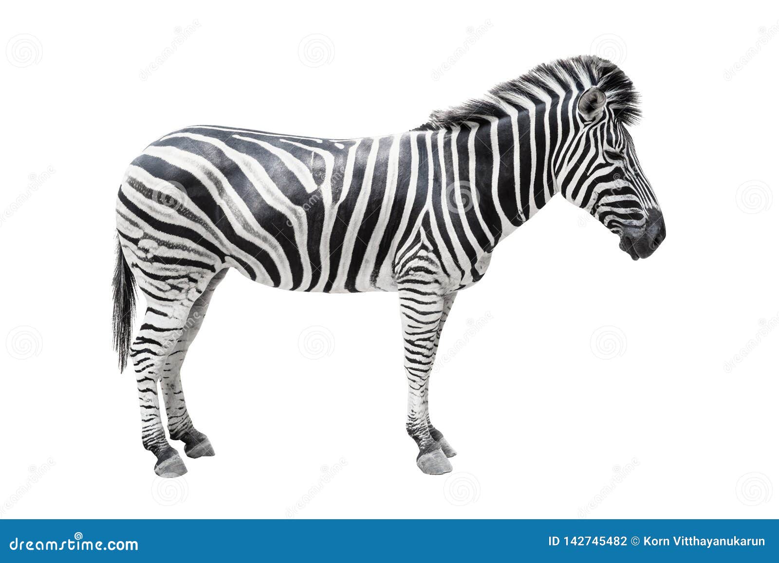 Zebra on White Background Isolated with Clipping Path Stock Photo