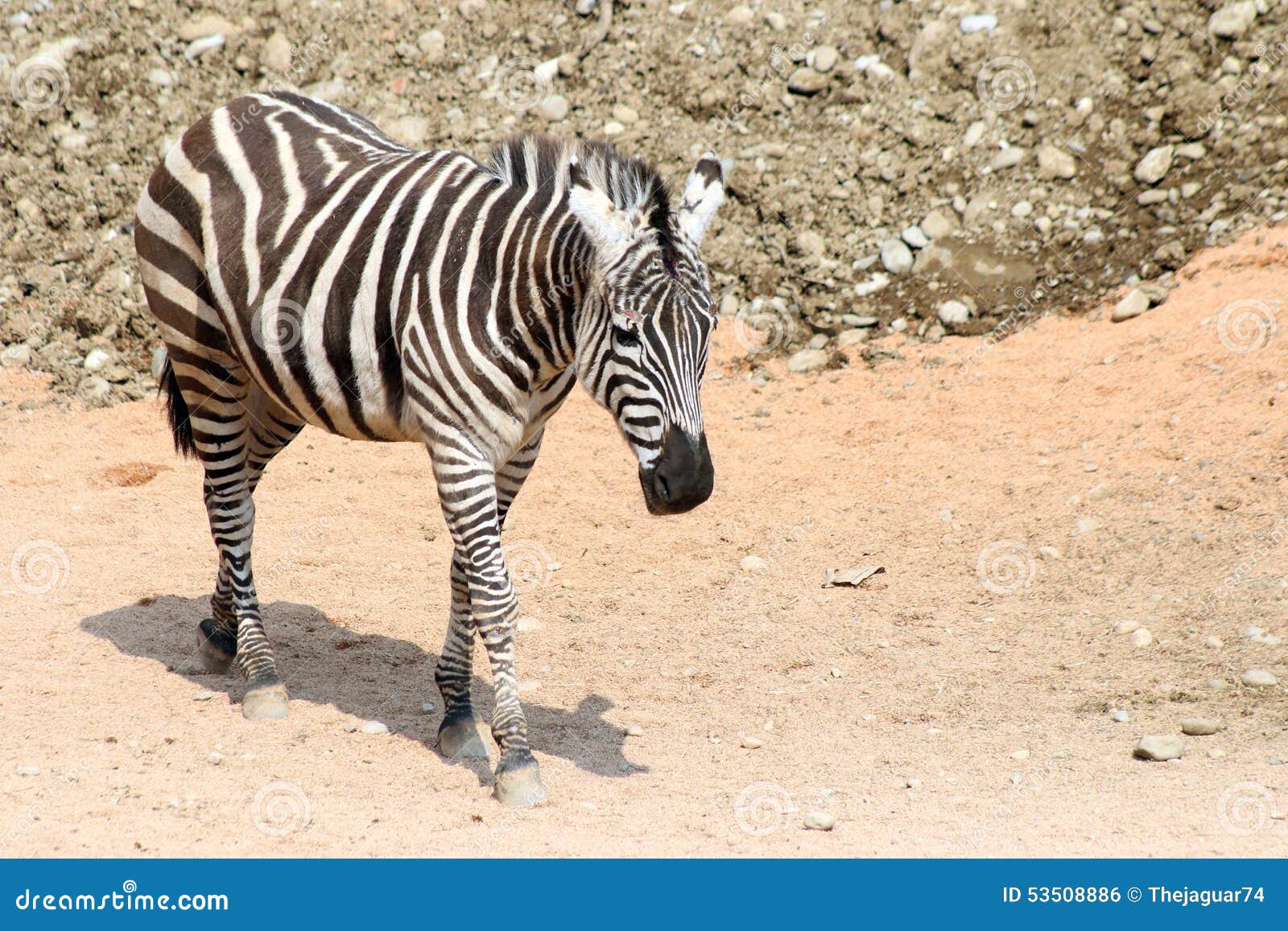 Zebra stock photo. Image of bird, blue, crowned, heron - 53508886