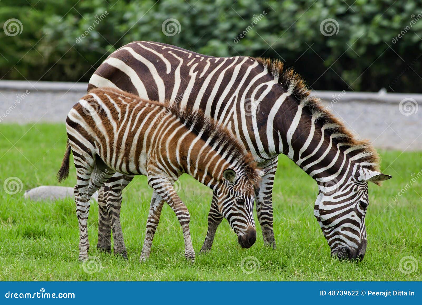 Zebra with young one stock photo. Image of namibia, savanna - 48739622 Zebra with young one stock photo. Image of namibia, savanna - 48739622