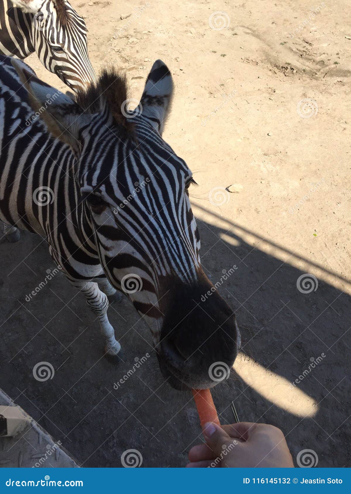 Zebra in the zoo stock photo. Image of animals, eating - 116145132
