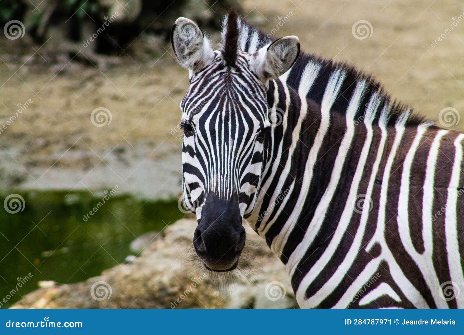 zebra in the zoo. the zebra is a member of the family equidae