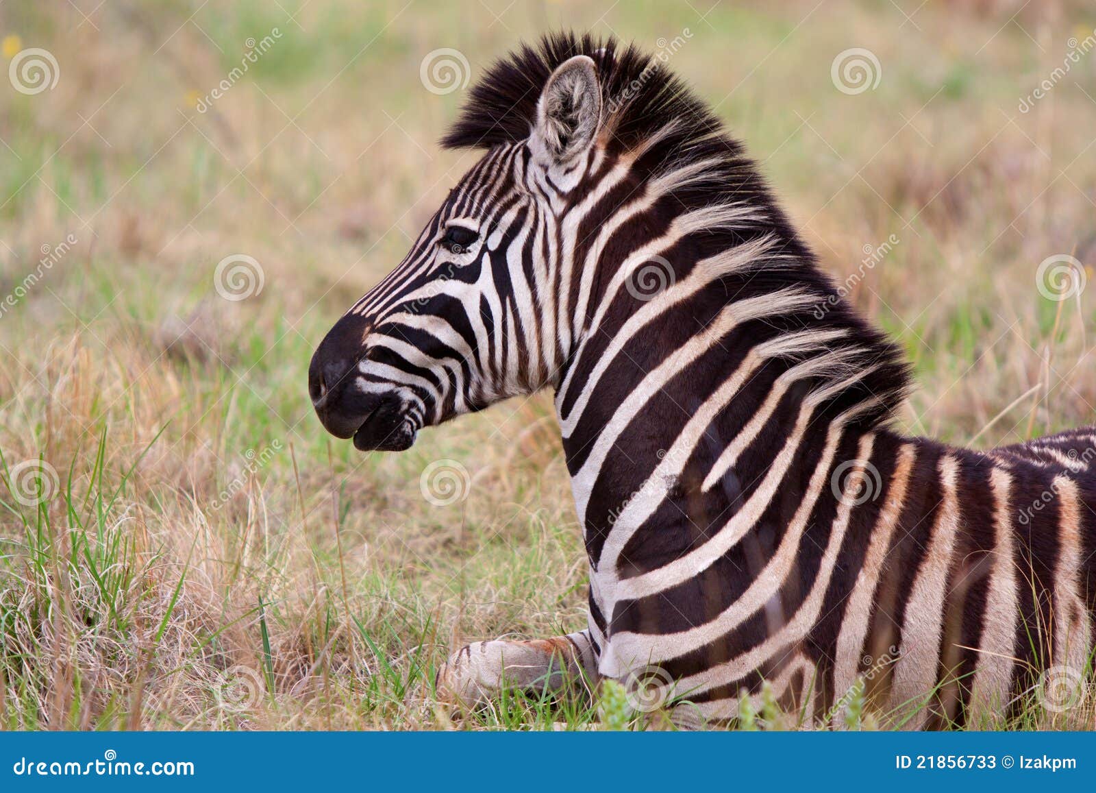 Zebraniederlegung. Zebra, der das Schauen in den Abstand niederlegt