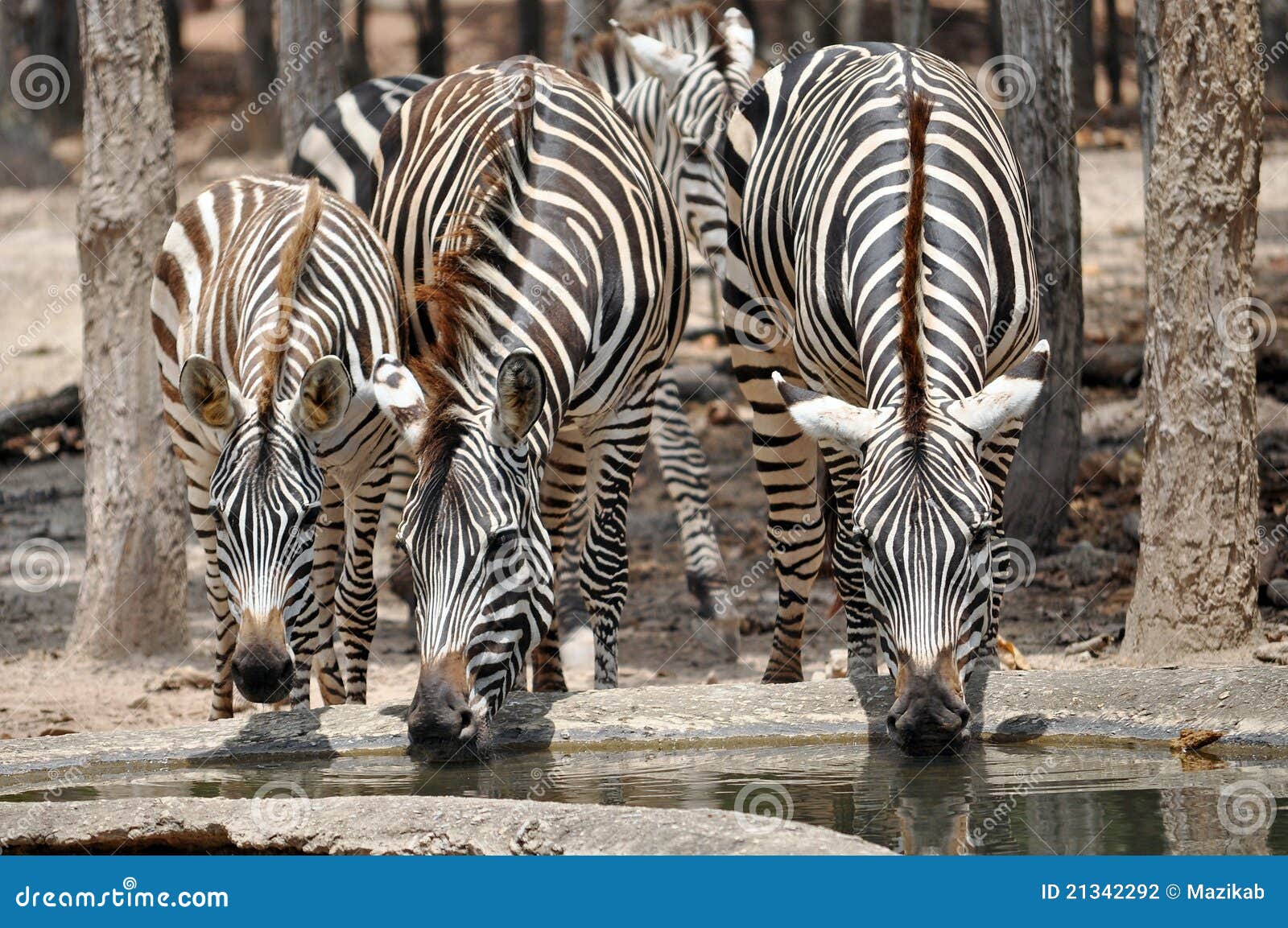Zebras stock photo. Image of herbivore, animals, adventure - 21342292