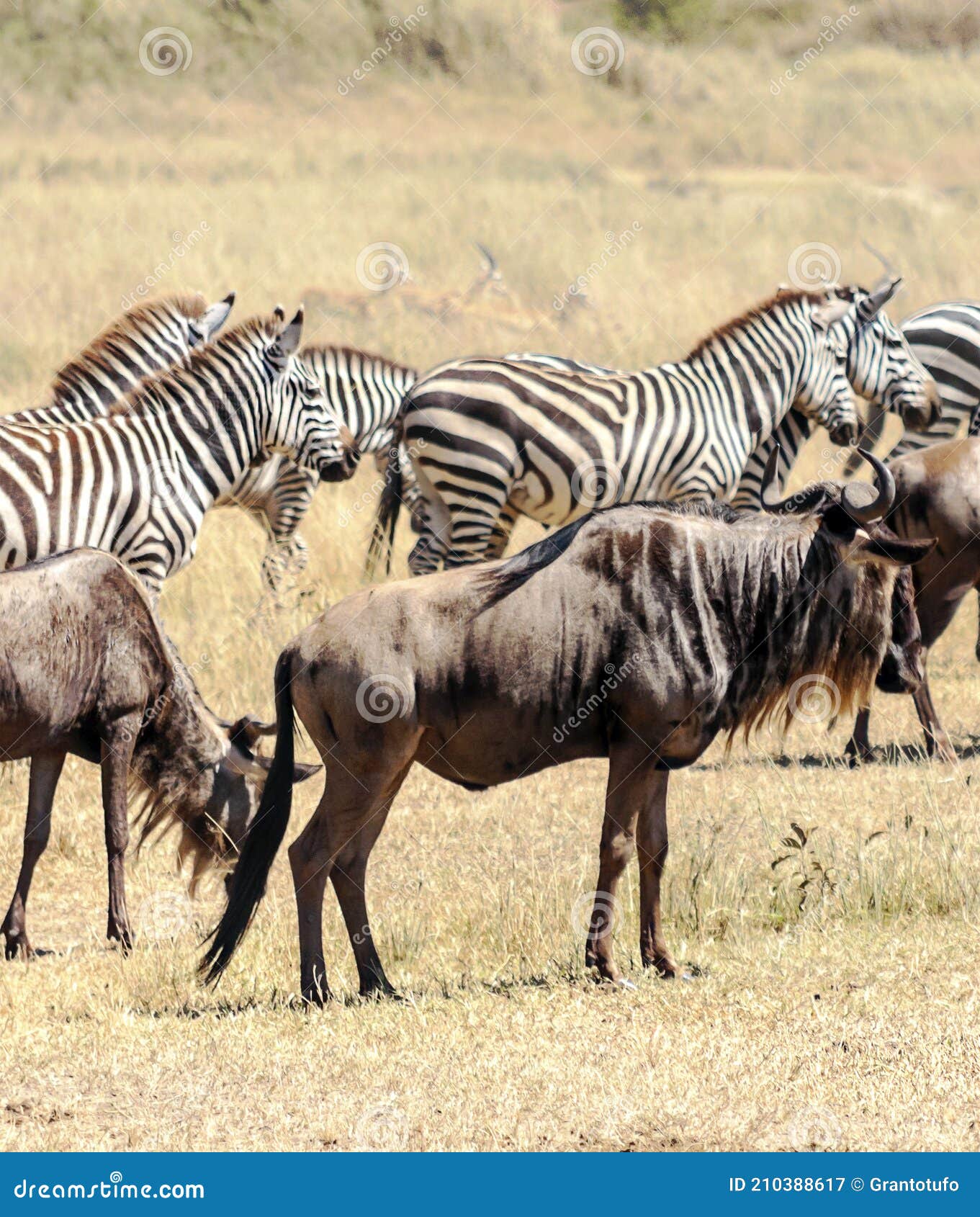 zebras in africa