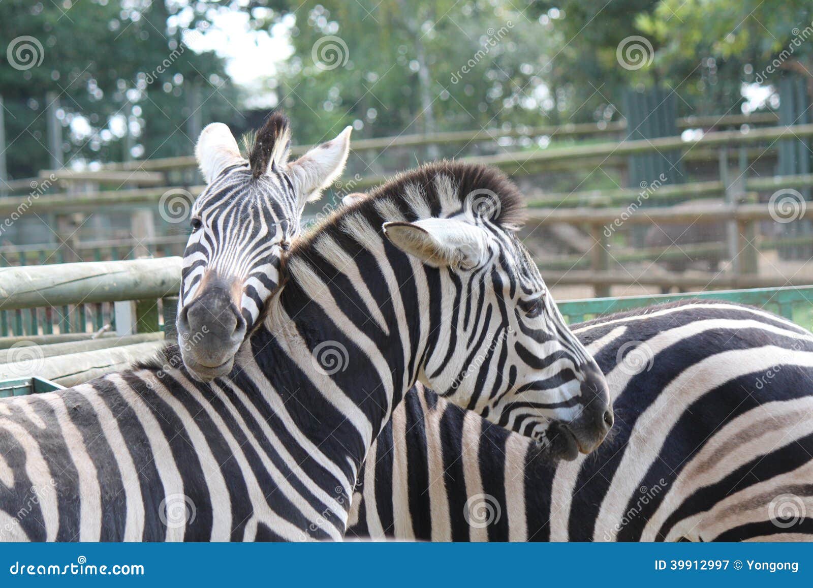 Zebras at Basel Zoo editorial photography. Image of love 39912997