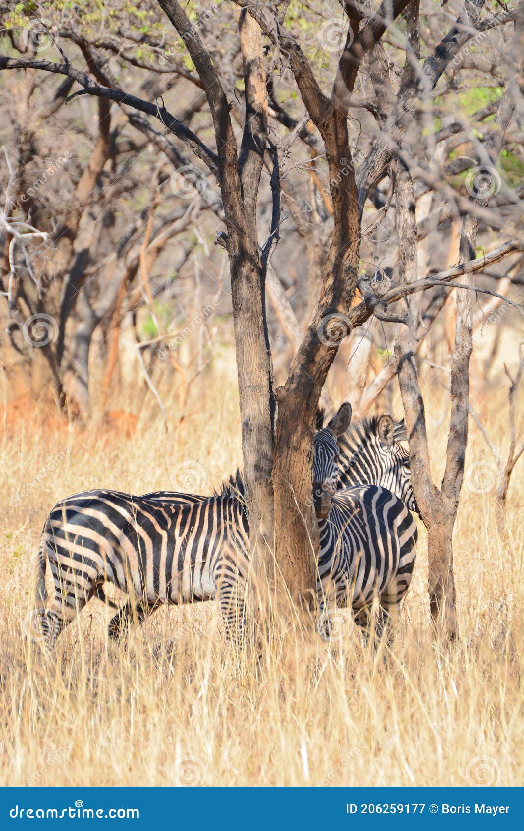 Zebras at the Conservation Park of Lilayi Lodge in Zambia Stock Image - Image of single, herd: 206259177 Zebras at the Conservation Park of Lilayi Lodge in Zambia Stock Image - Image of single, herd: 206259177