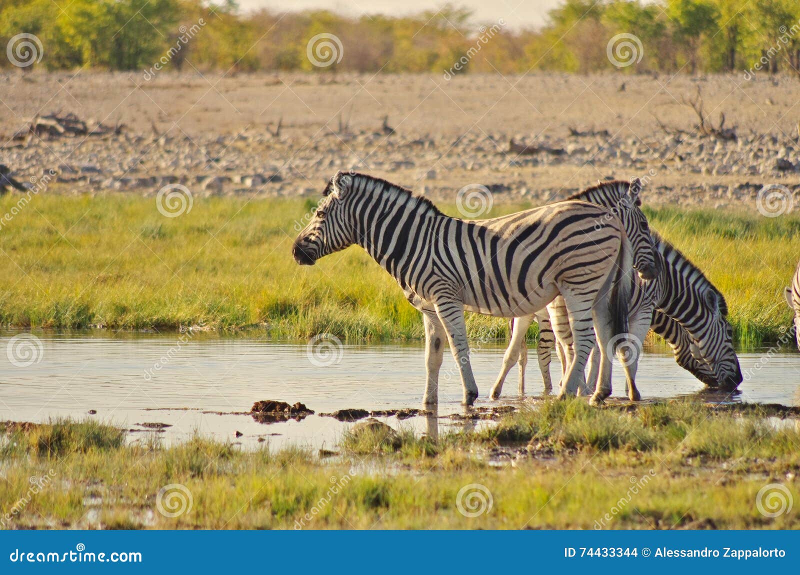 Zebras stock photo. Image of eland, namibia, herd, stay 74433344