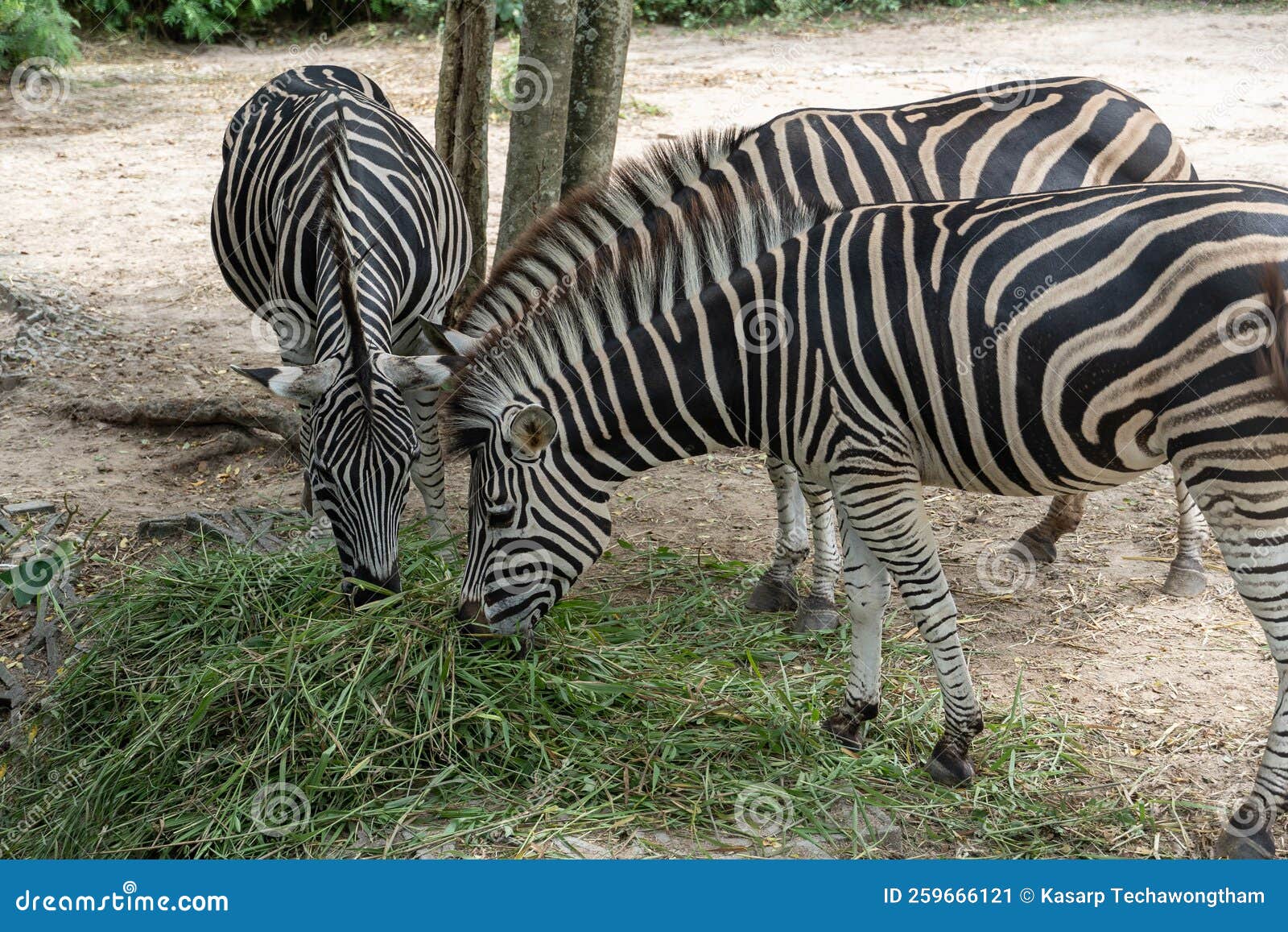 Zebras Eating Grass ,Animal Conservation and Protecting Ecosystems