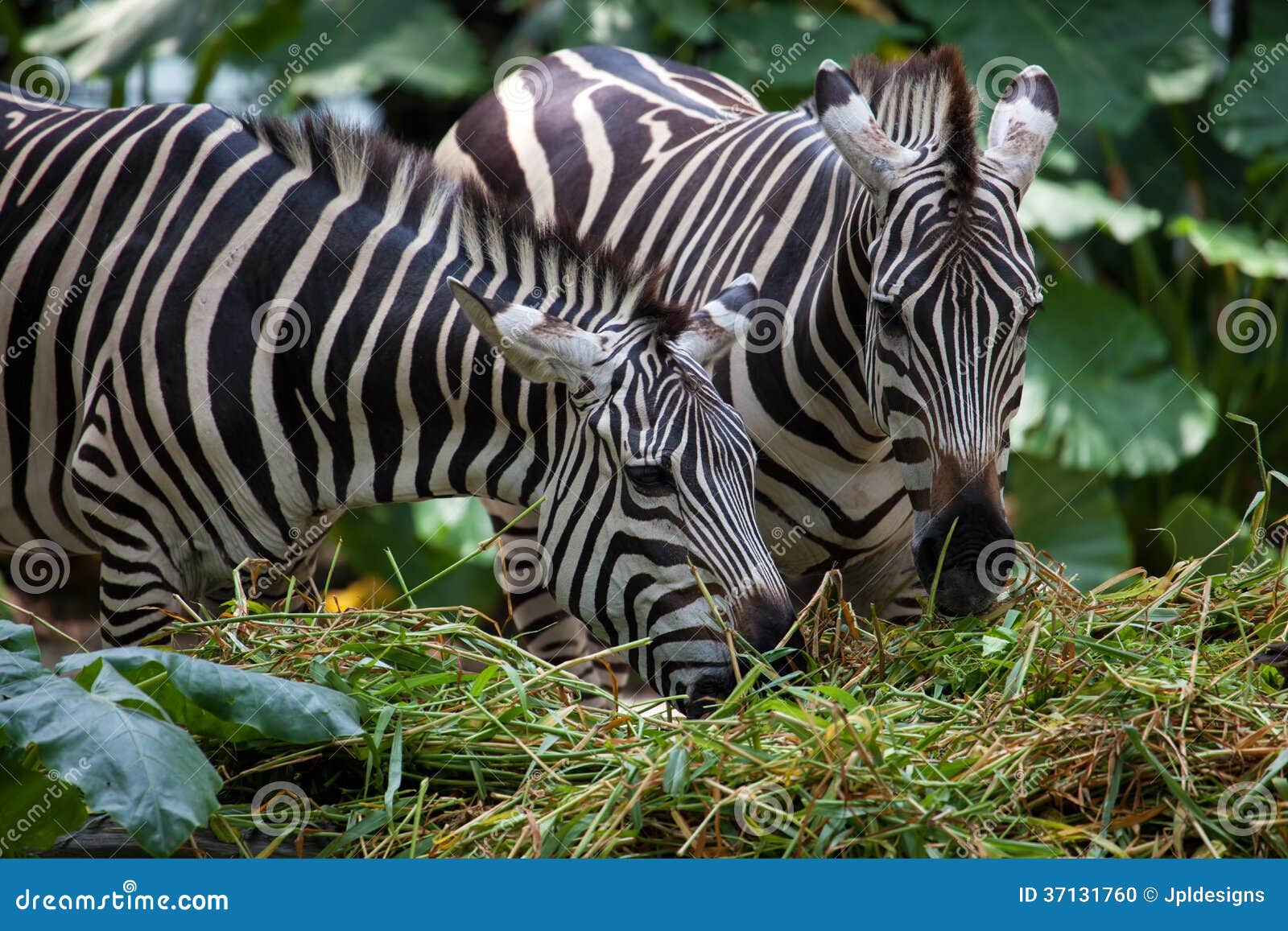 Zebras Feeding on Grass stock photo. Image of species 37131760