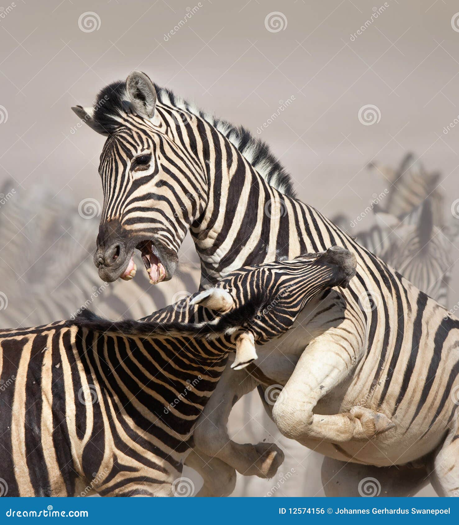 Zebras fighting stock photo. Image of etosha, herbivore 12574156