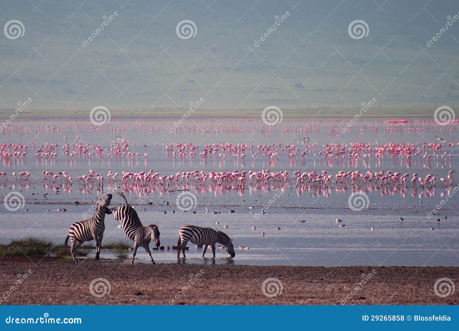 zebras and flamingo in ngorongoro