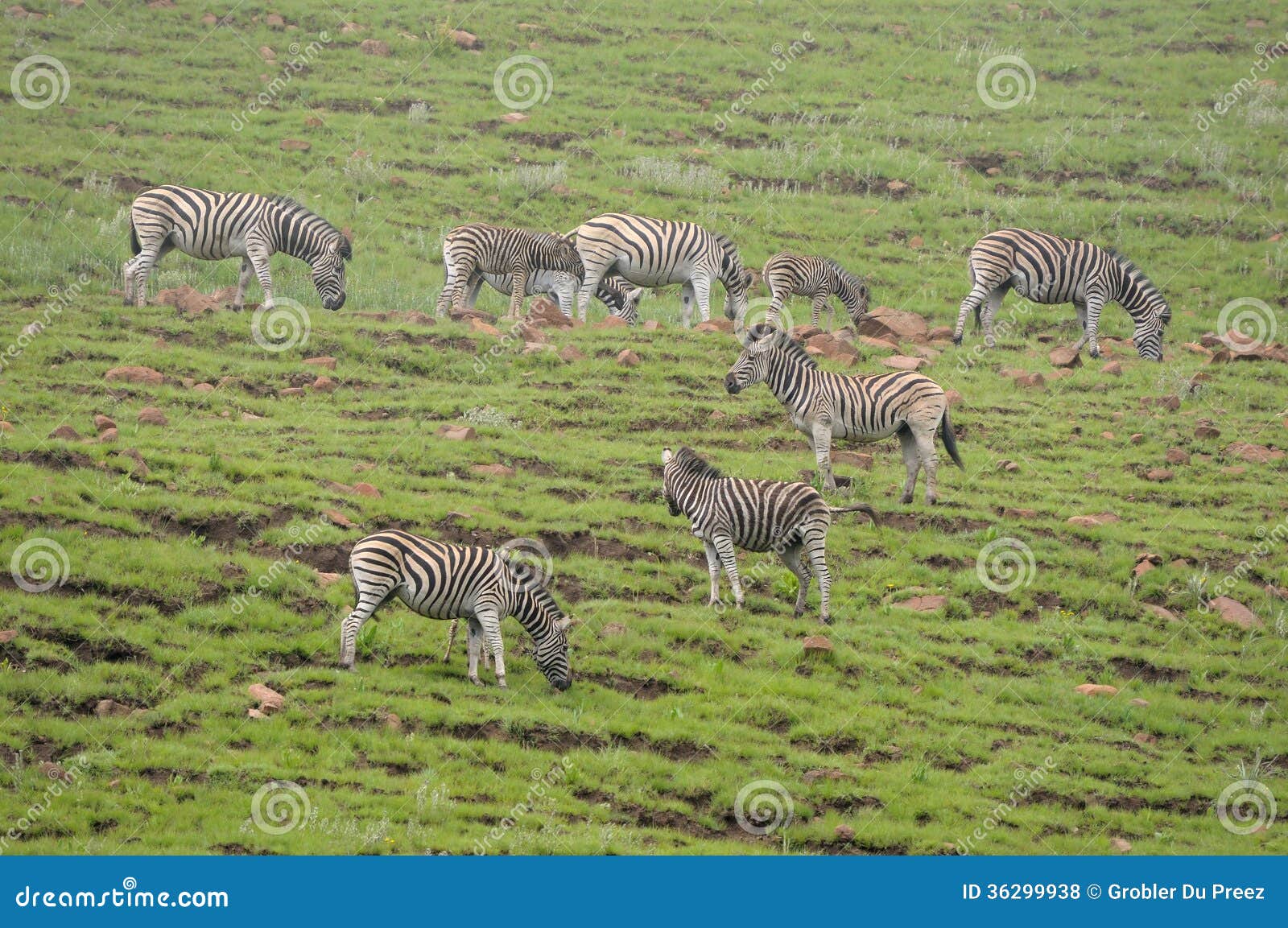 Zebras in the Golden Gate Highlands National Park Stock Photo - Image of  mammal, equus: 36299938