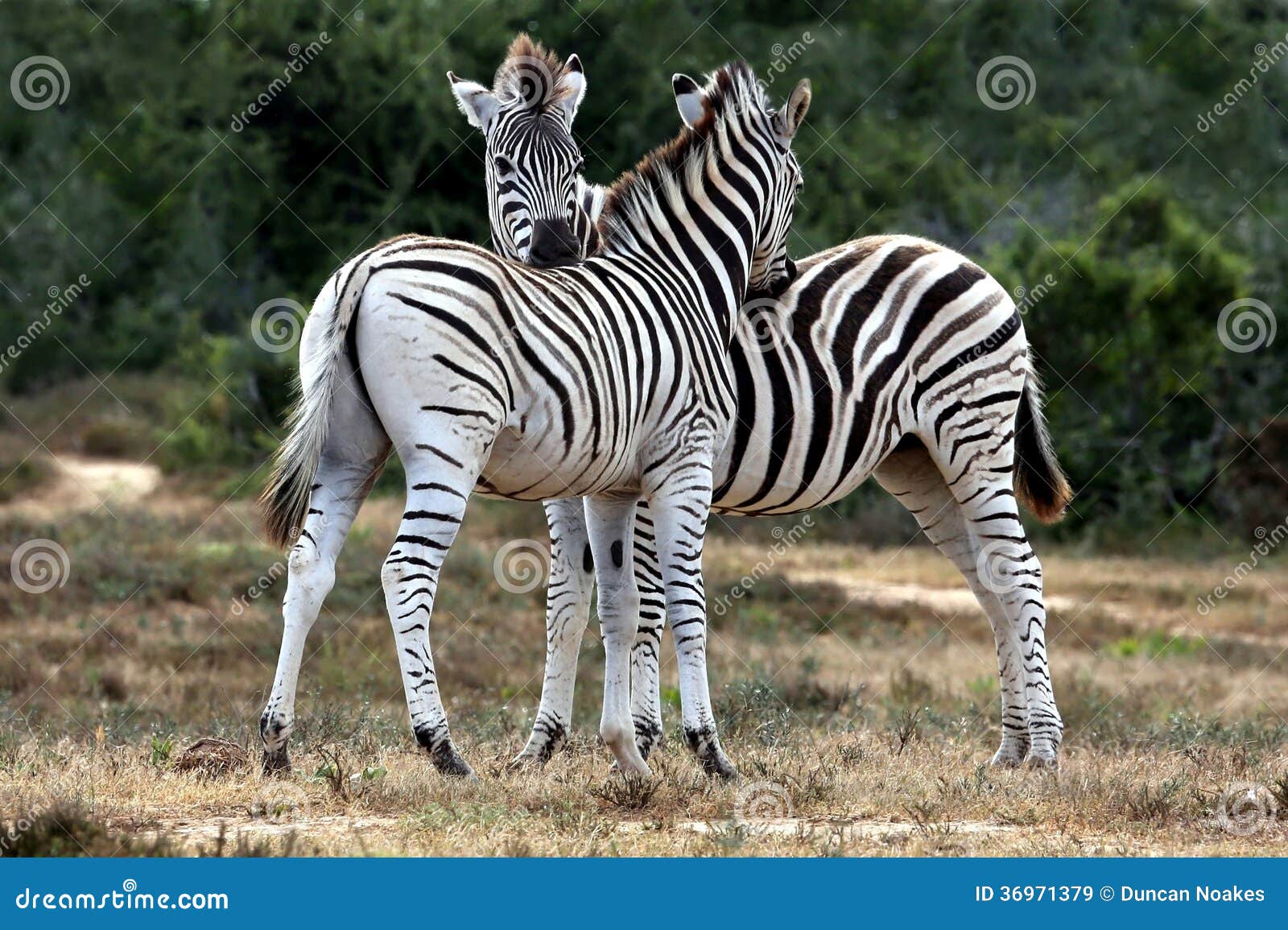 Zebras Grooming stock image. Image of grooming, game 36971379
