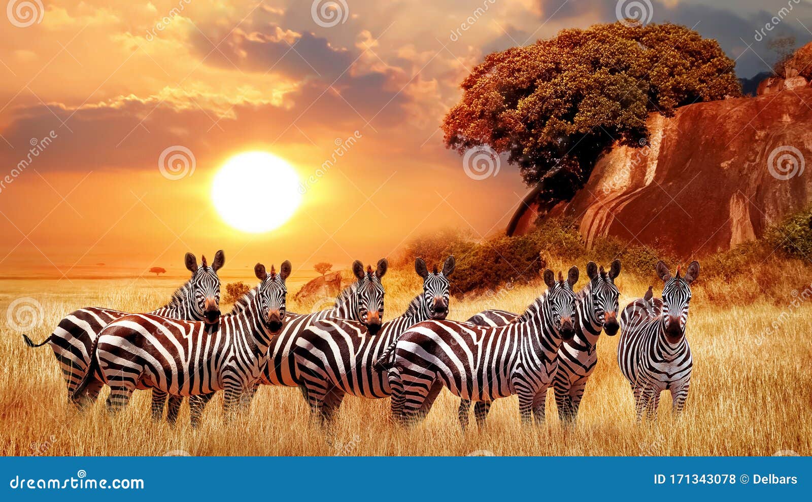 Zebras Group In The African Savanna Against The Beautiful Sunset Serengeti National Park