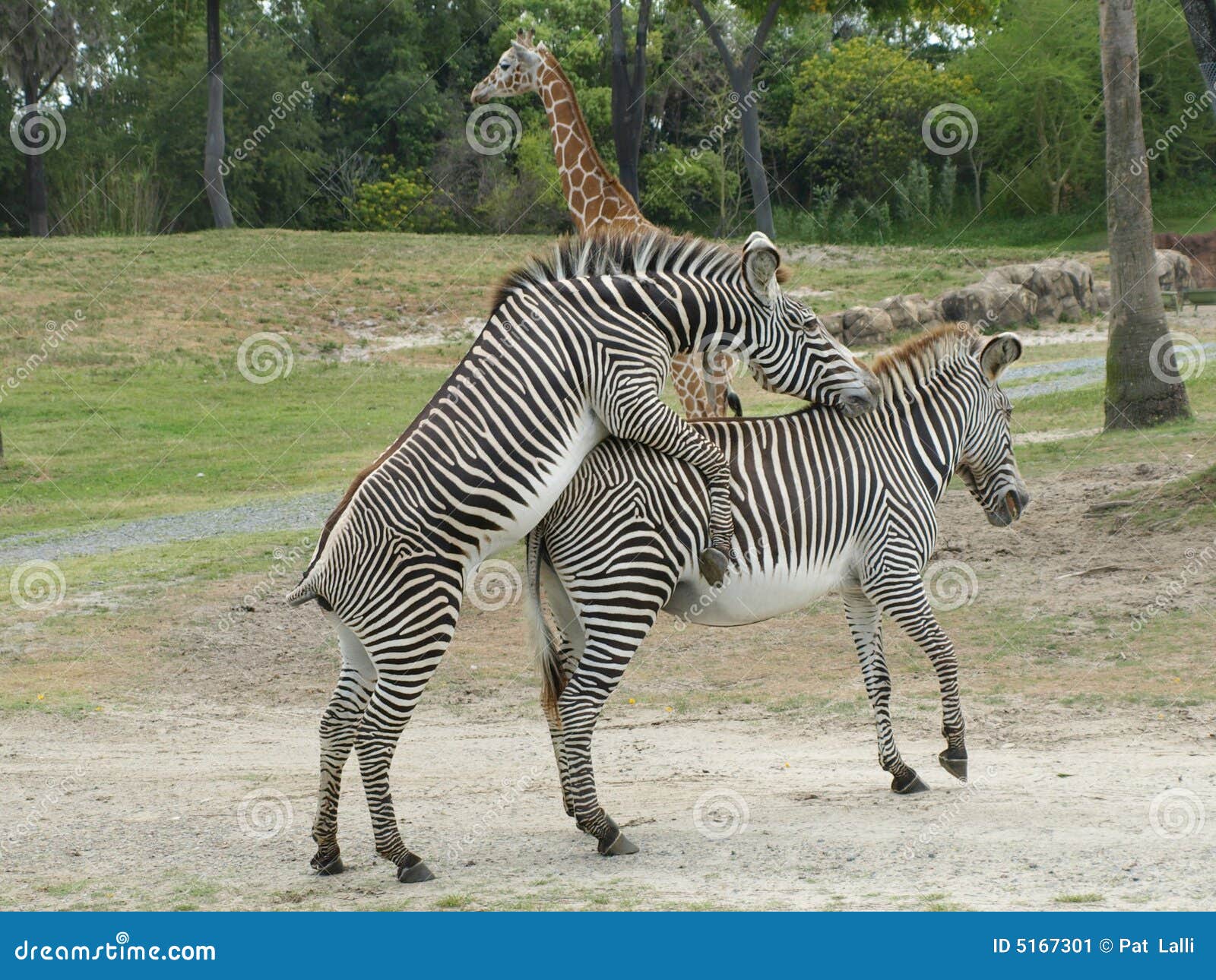 Самка гоняет самца. Зебра спаривается. Зебры совокупляются. Зебры сношаются. Спаривание зебры и лошади.