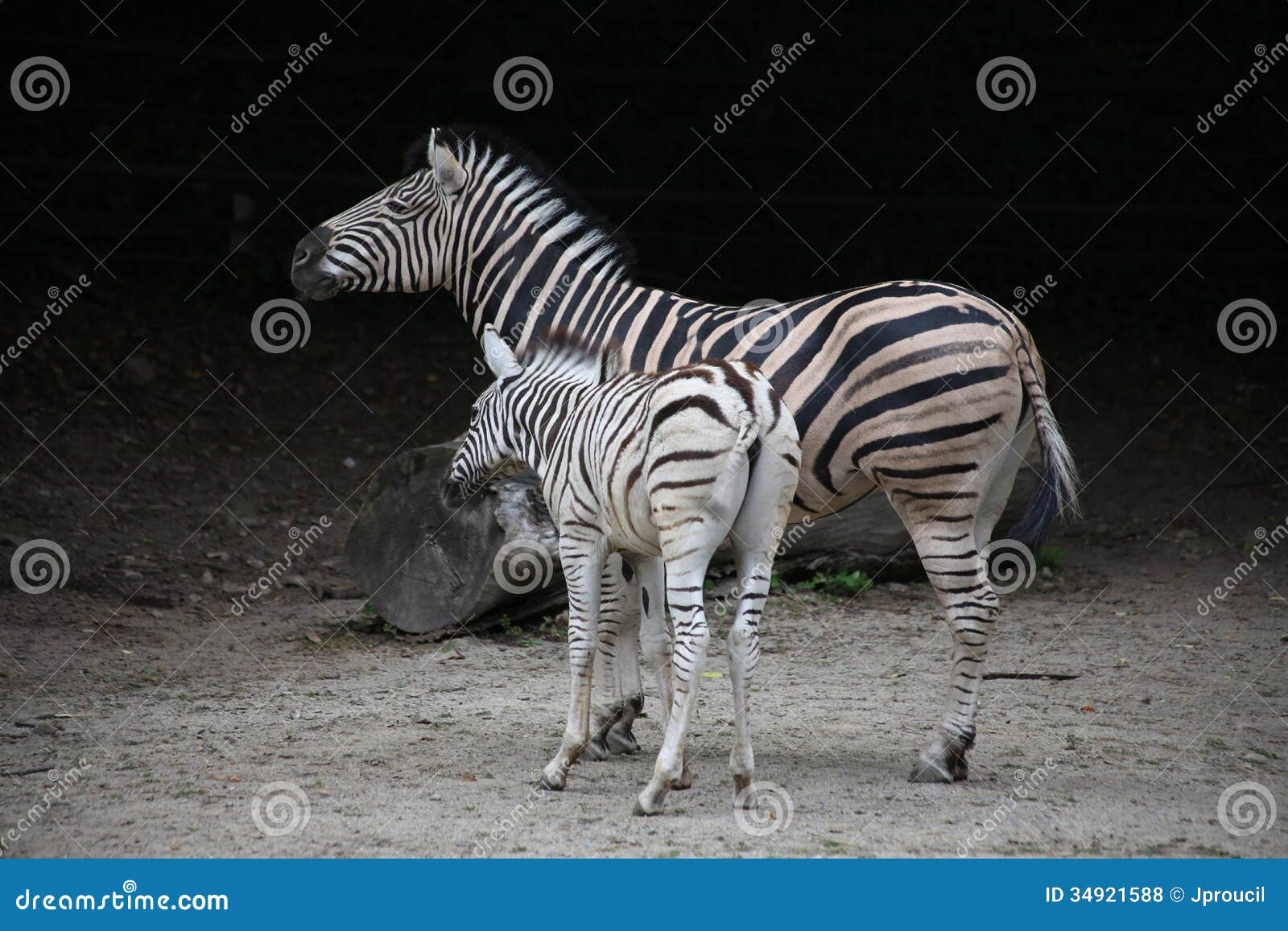 Zebras stock photo. Image of stripes, animals, young - 34921588