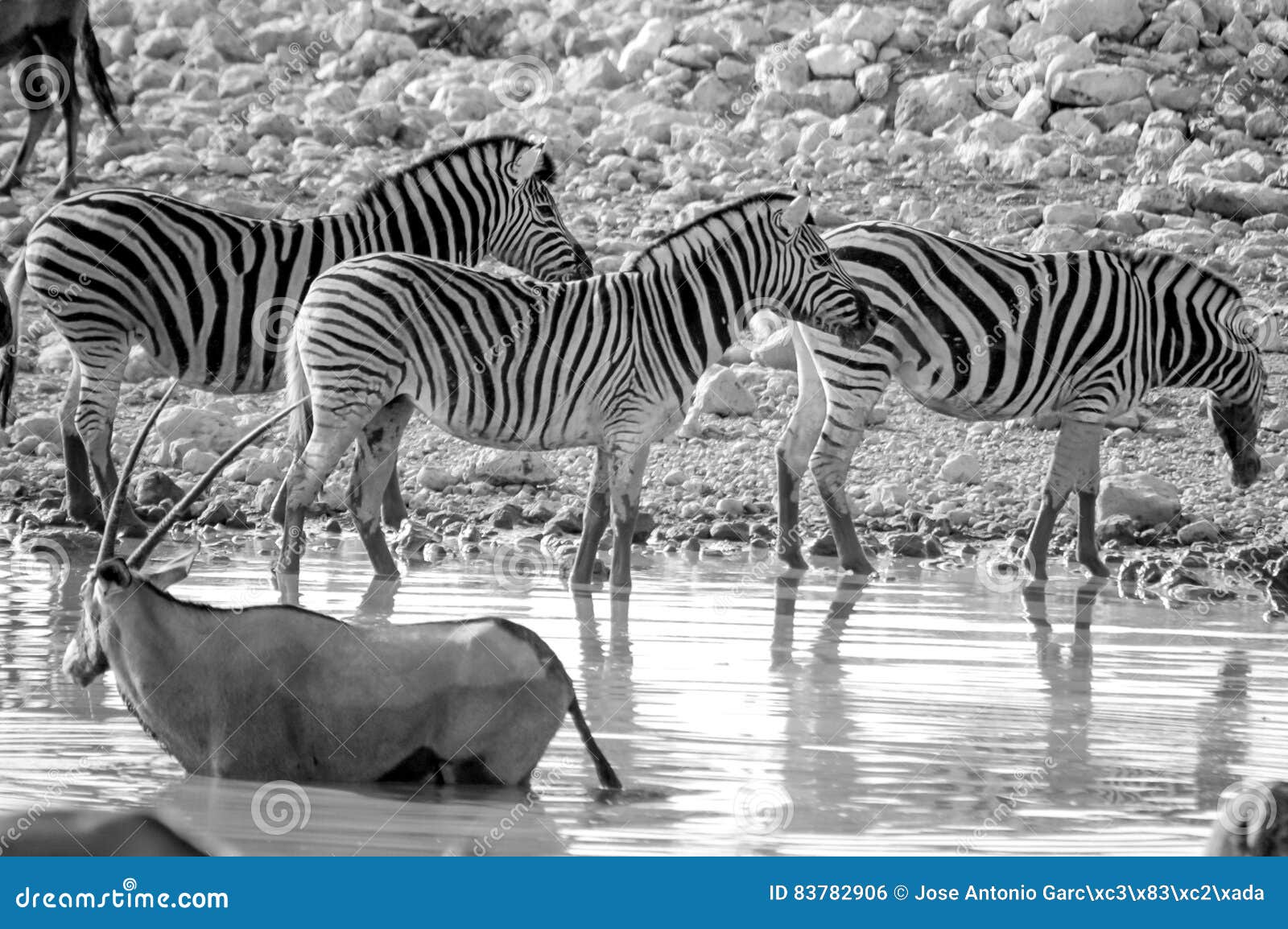 zebras in okaukuejo