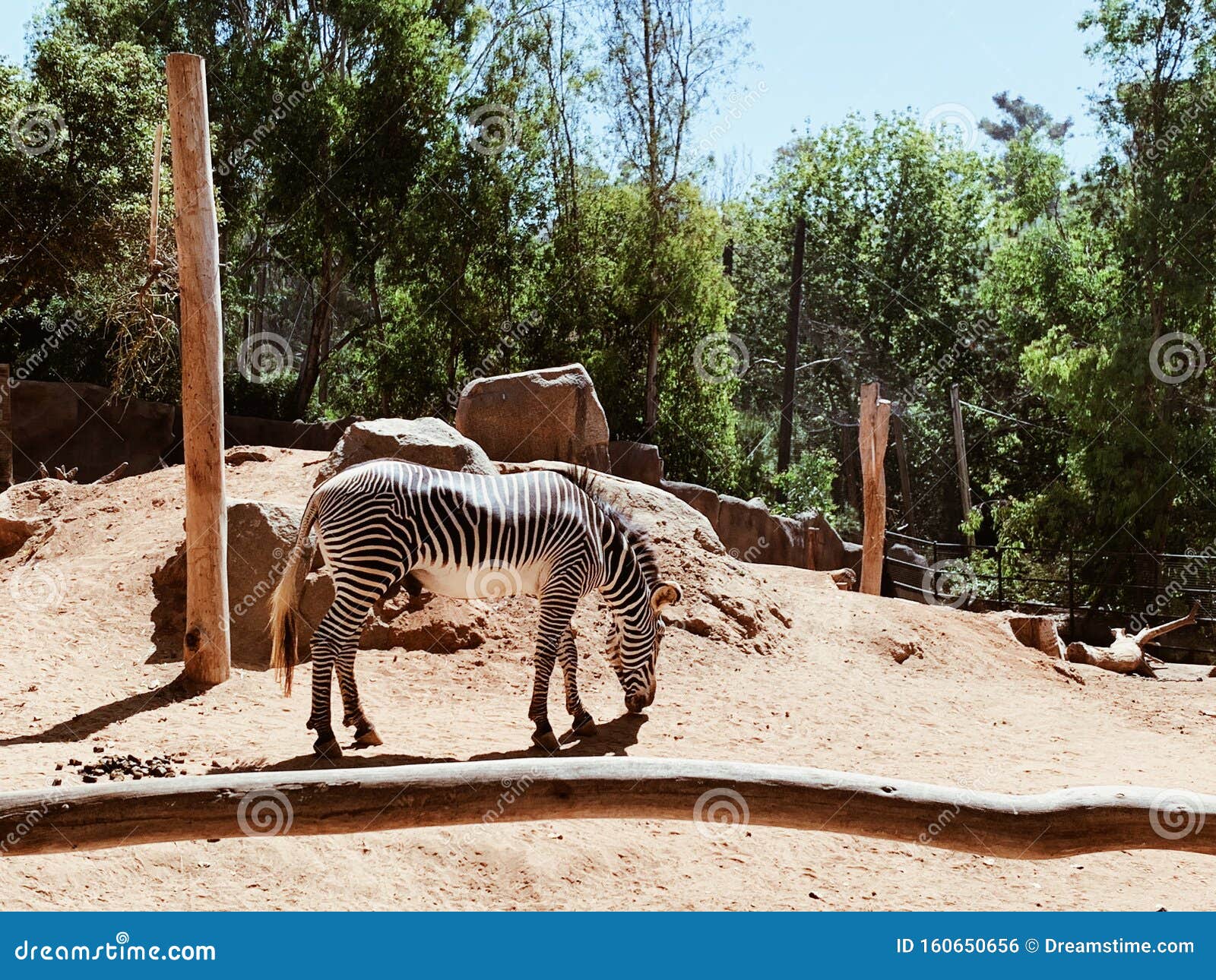 Zebras at the San Diego Zoo Editorial Photo - Image of mammal, exhibit:  160650656