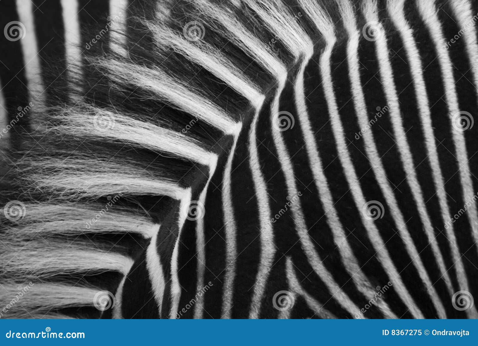 Zebras strips stock image. Image of mane, textures, white 8367275