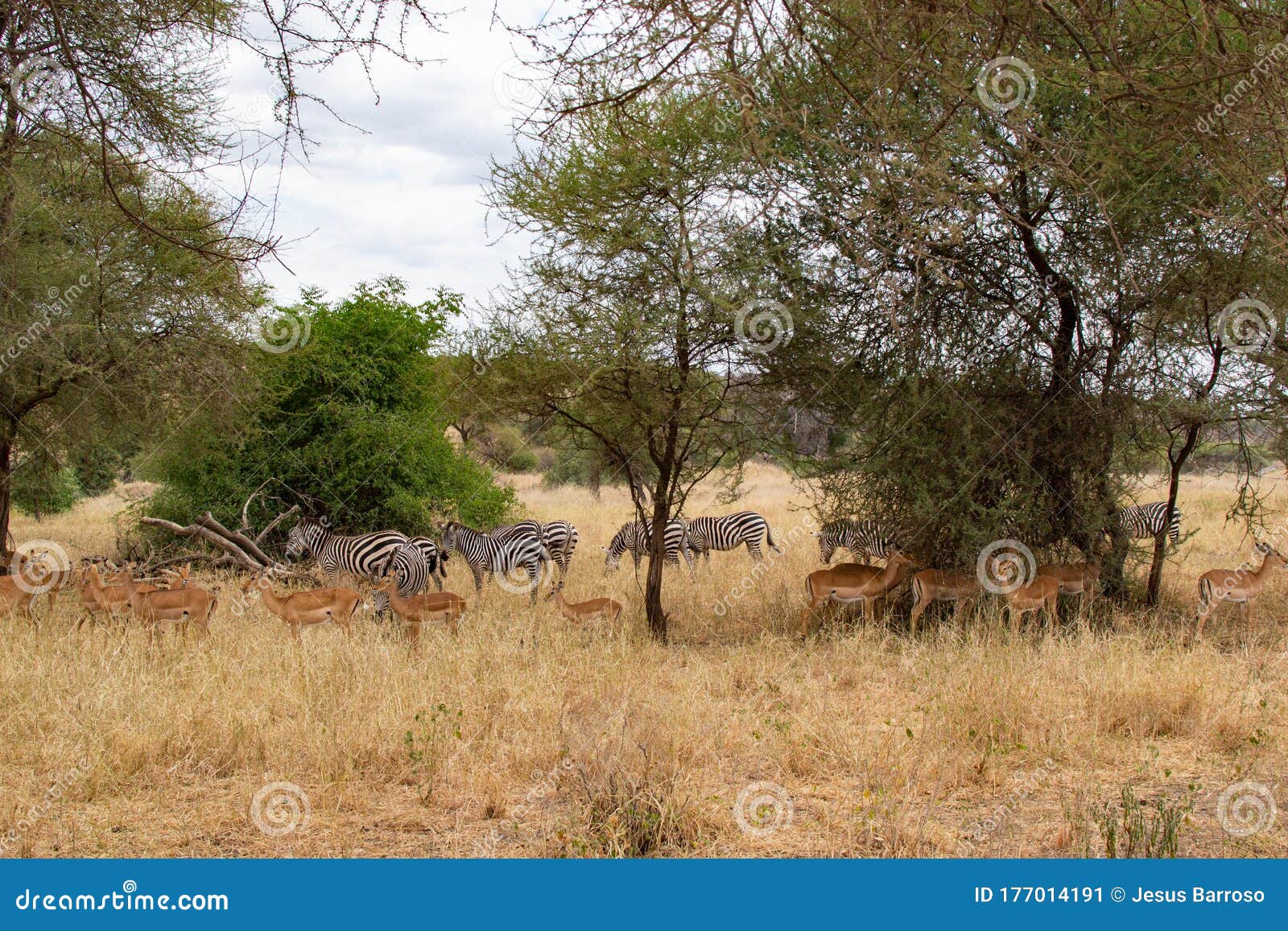 Gazelles Eating Stock Photography Biology Diagrams