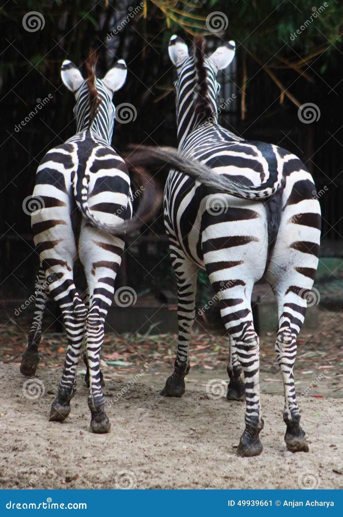 Zebras stock image. Image of tails, zebra, stripes, horse 49939661
