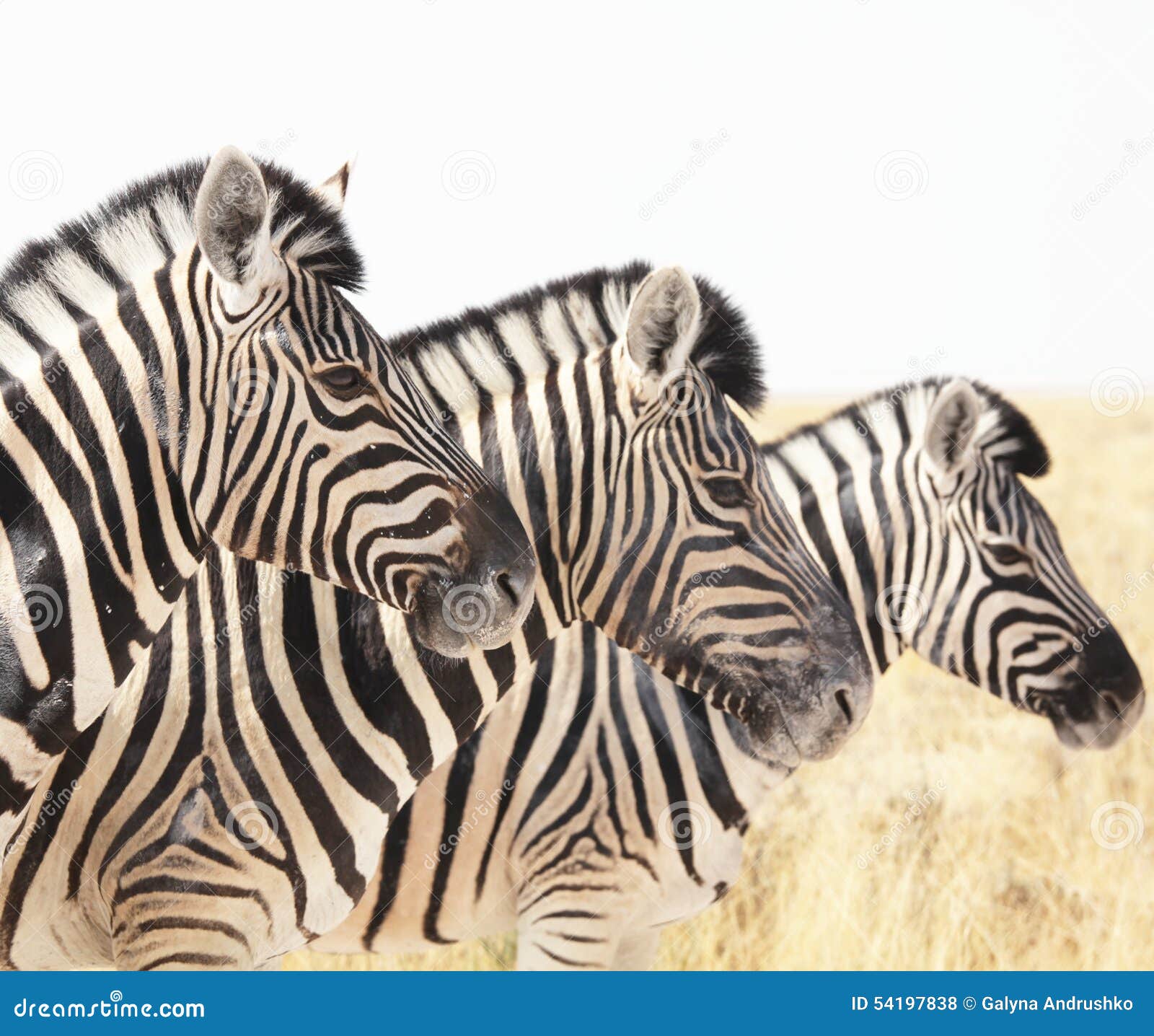 Zebras stock photo. Image of safari, savanna, southwild 54197838