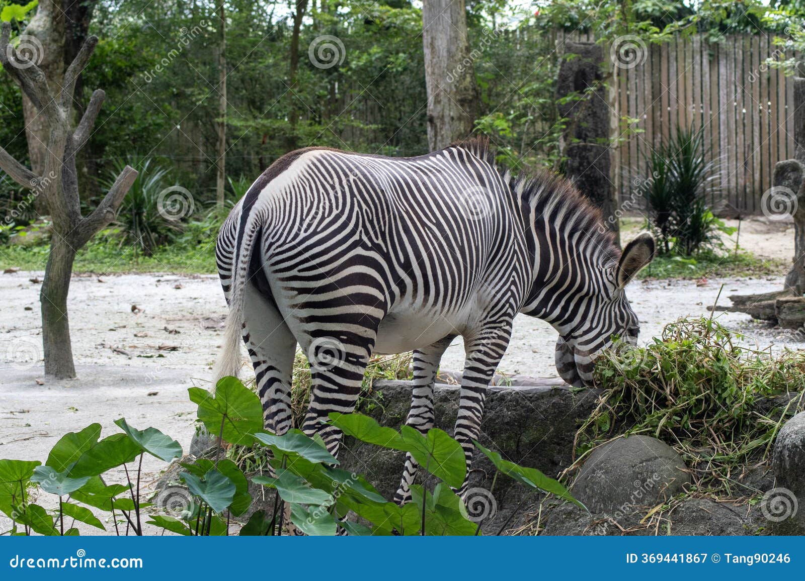 Zebras in a Zoo in Singapore Stock Image - Image of mammalia, safari:  369441867