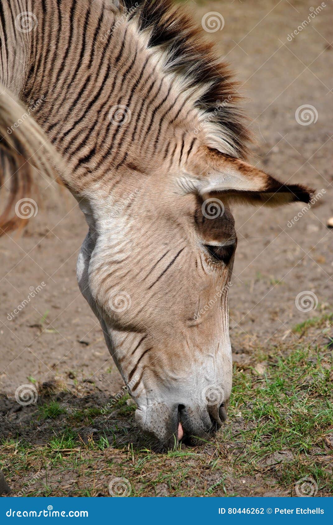 Zebroid a zebra donkey stock photo. Image of equid, species 80446262