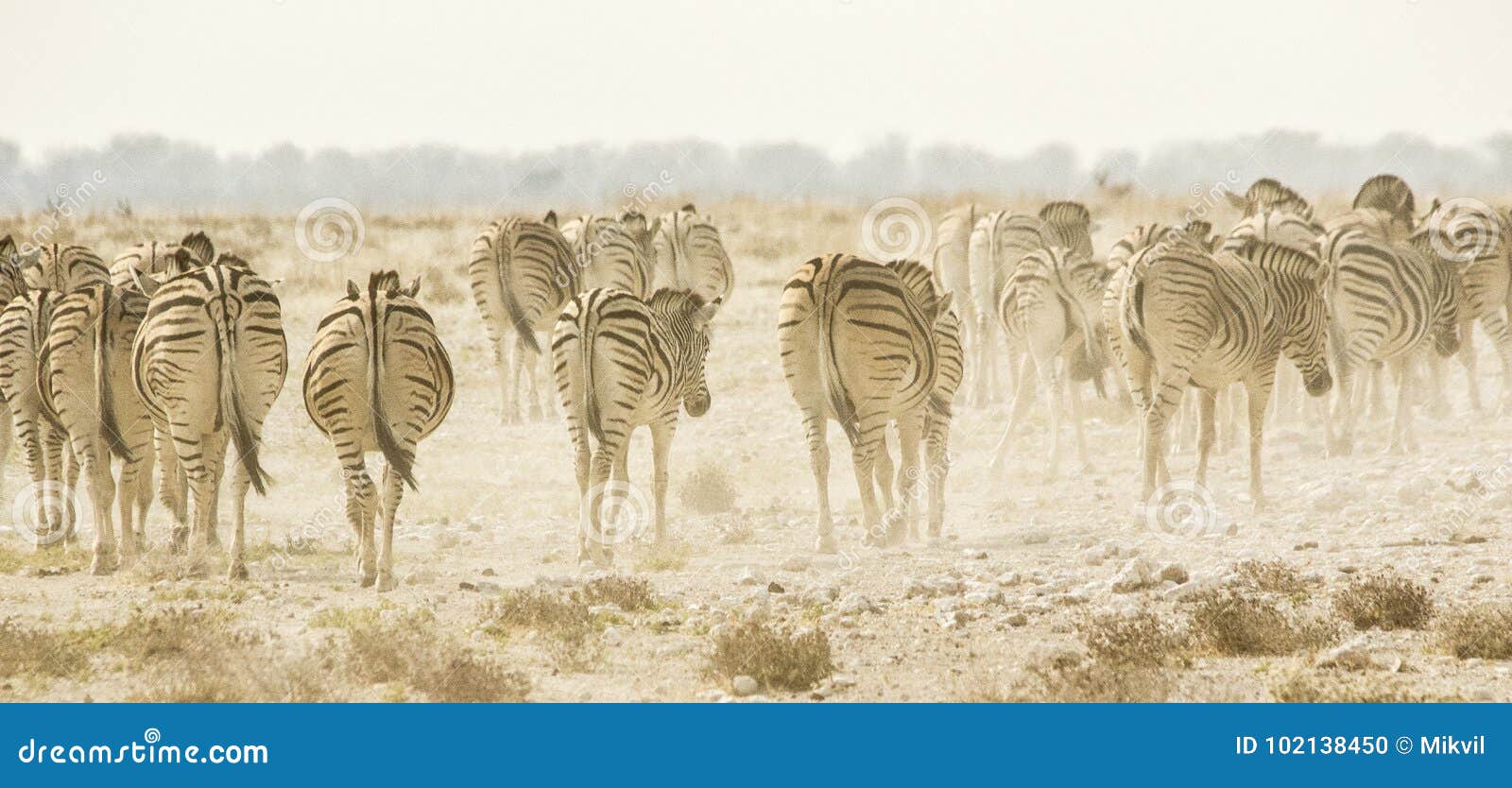Otręby zebry w Afrykańskiej sawannie