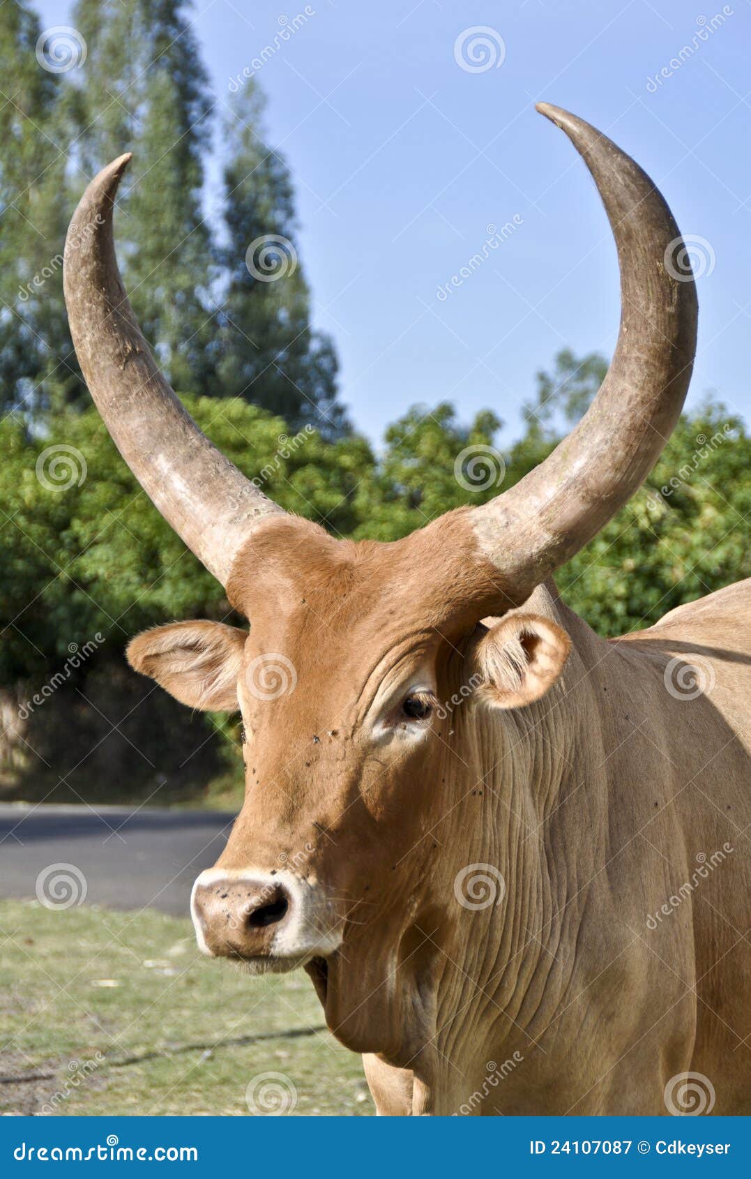 zebu