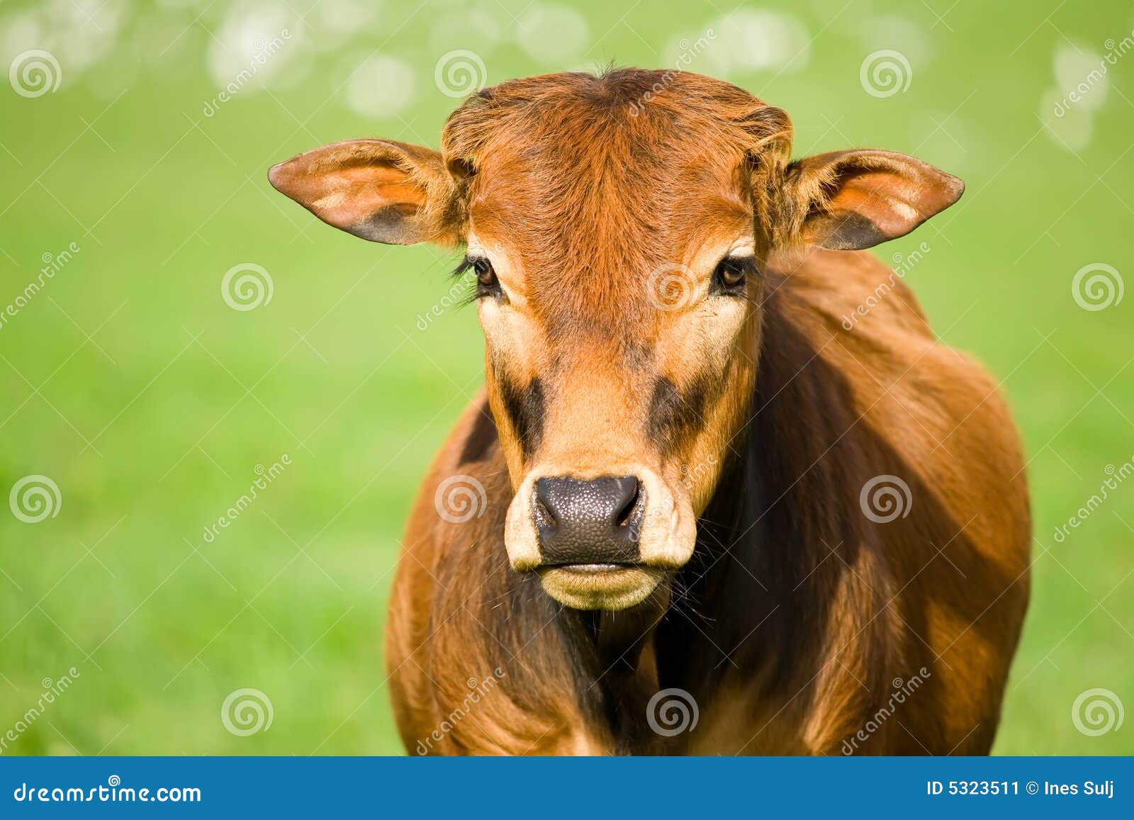 zebu calf