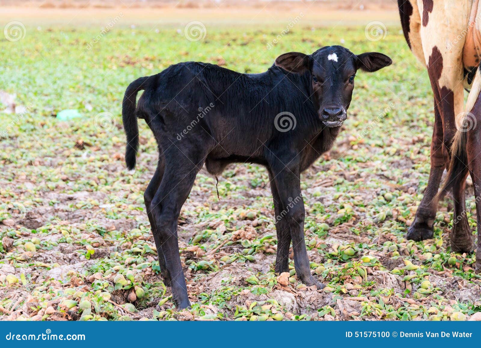 zebu calf