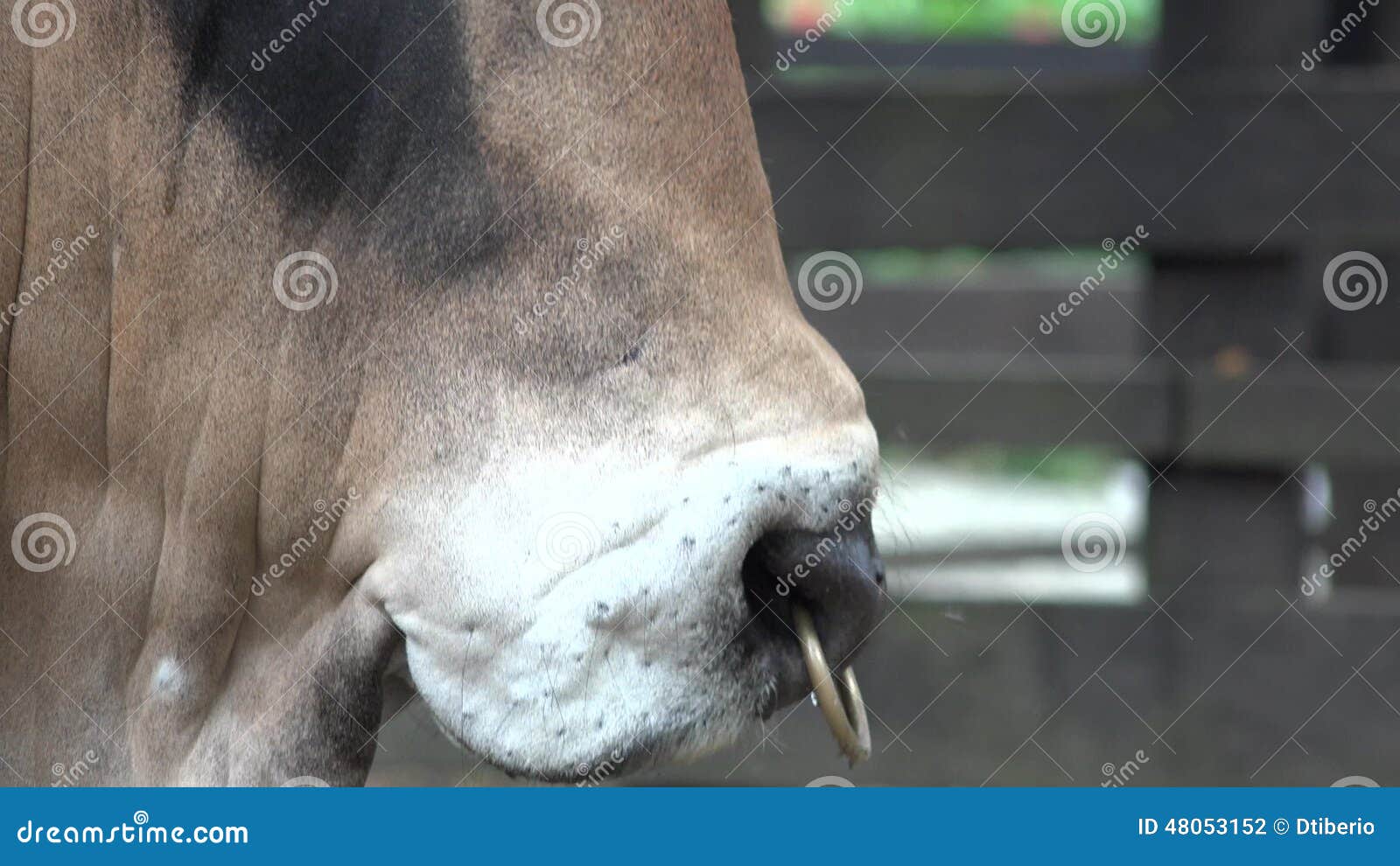 Zebu, Cattle, Cows, Bulls, Farm Animals Stock Footage - Video of calves,  herd: 48053152