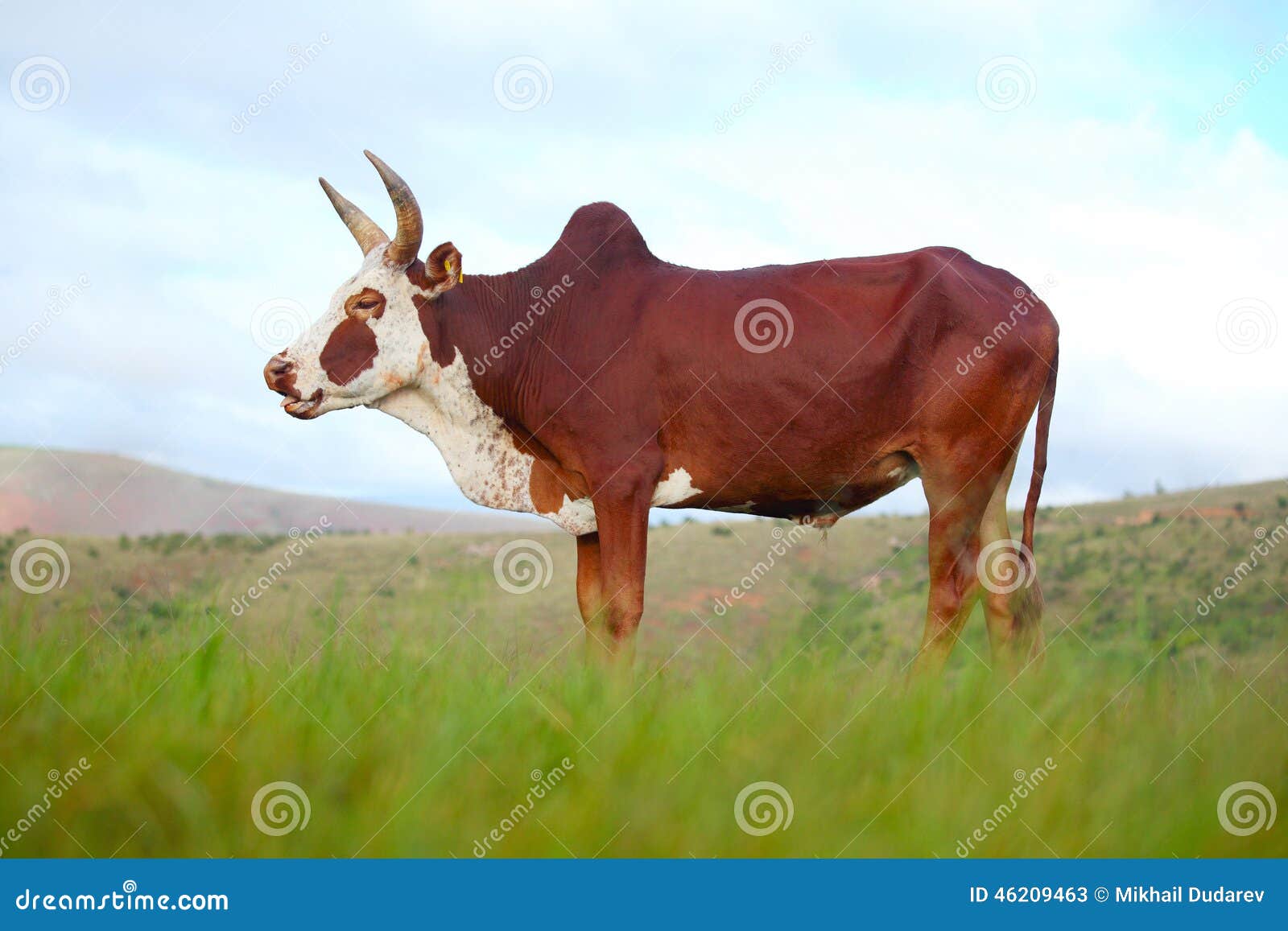 zebu