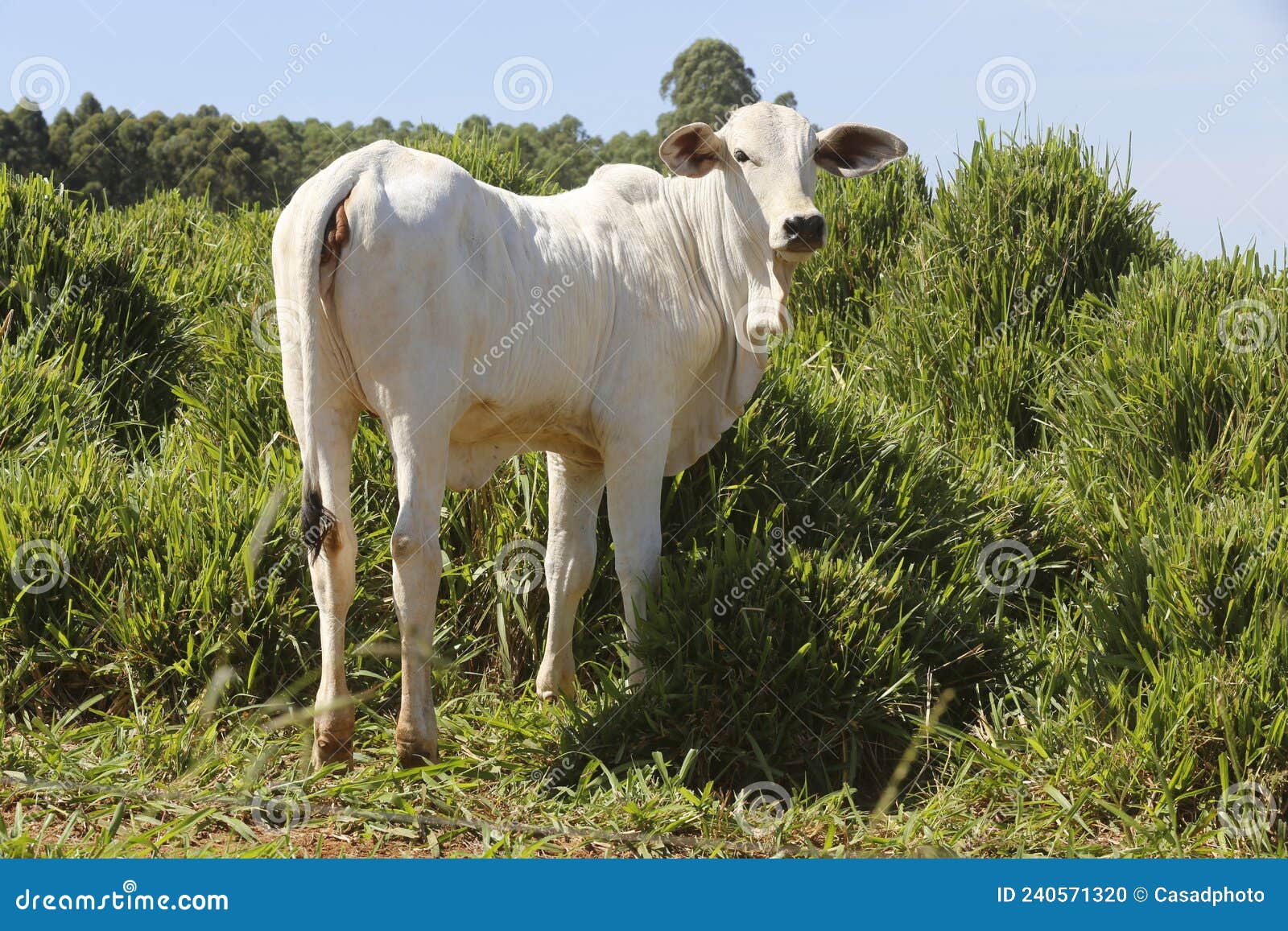 zebu cattle, of the nelore breed, in the pasture