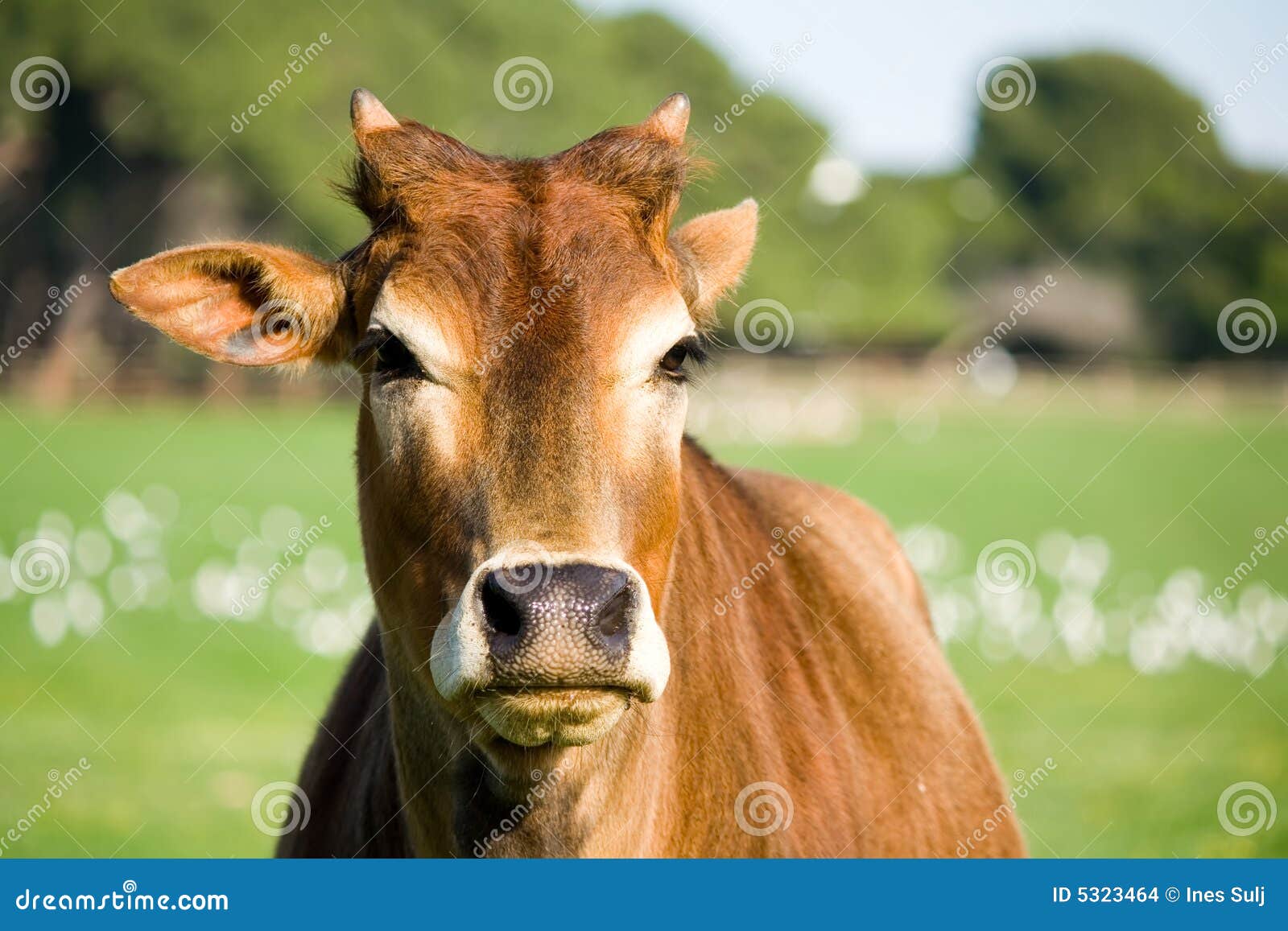 zebu cow portrait