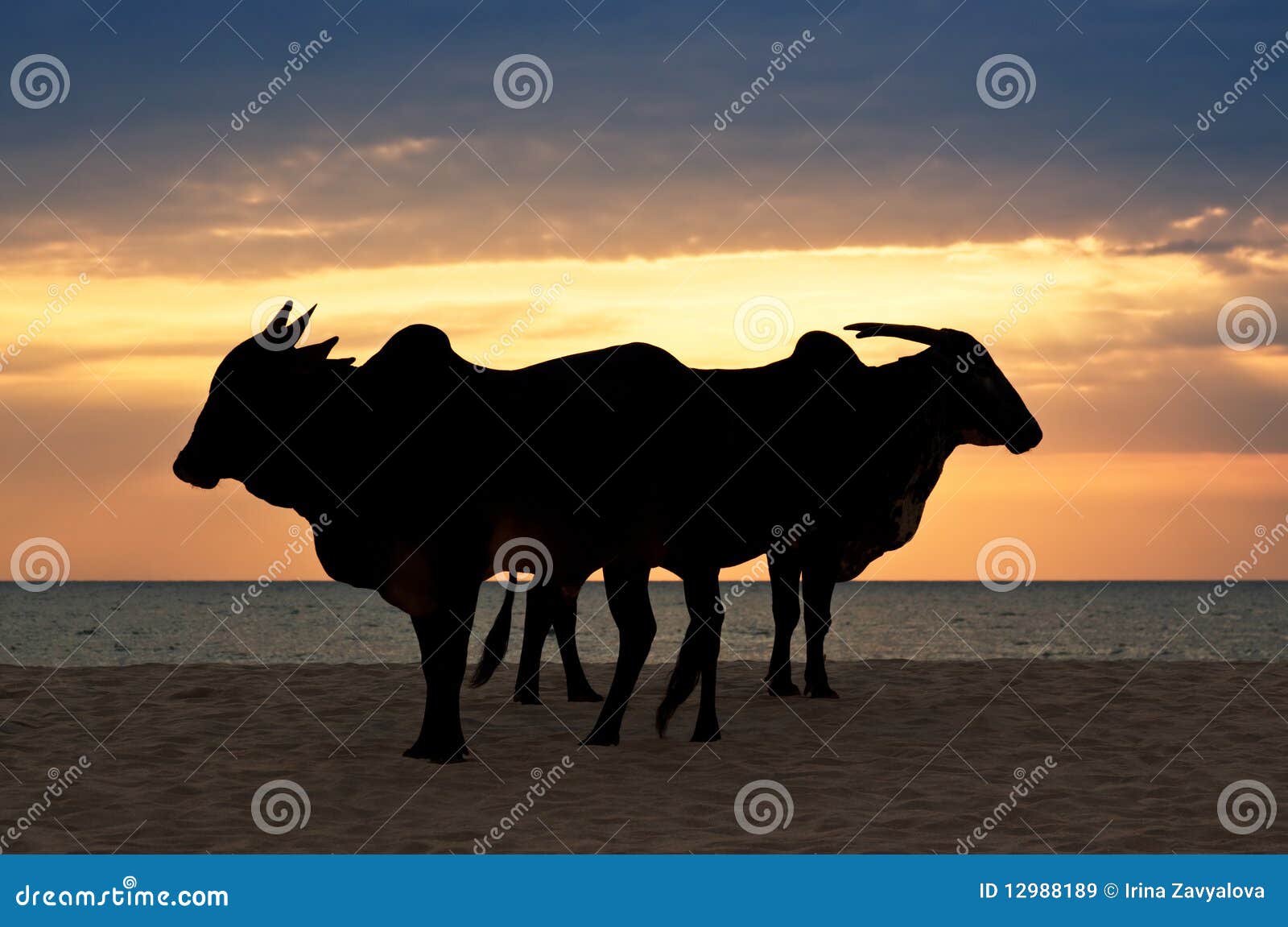 Zebu (Indian Humped Ox) are Standing on the Beach Stock Image Image