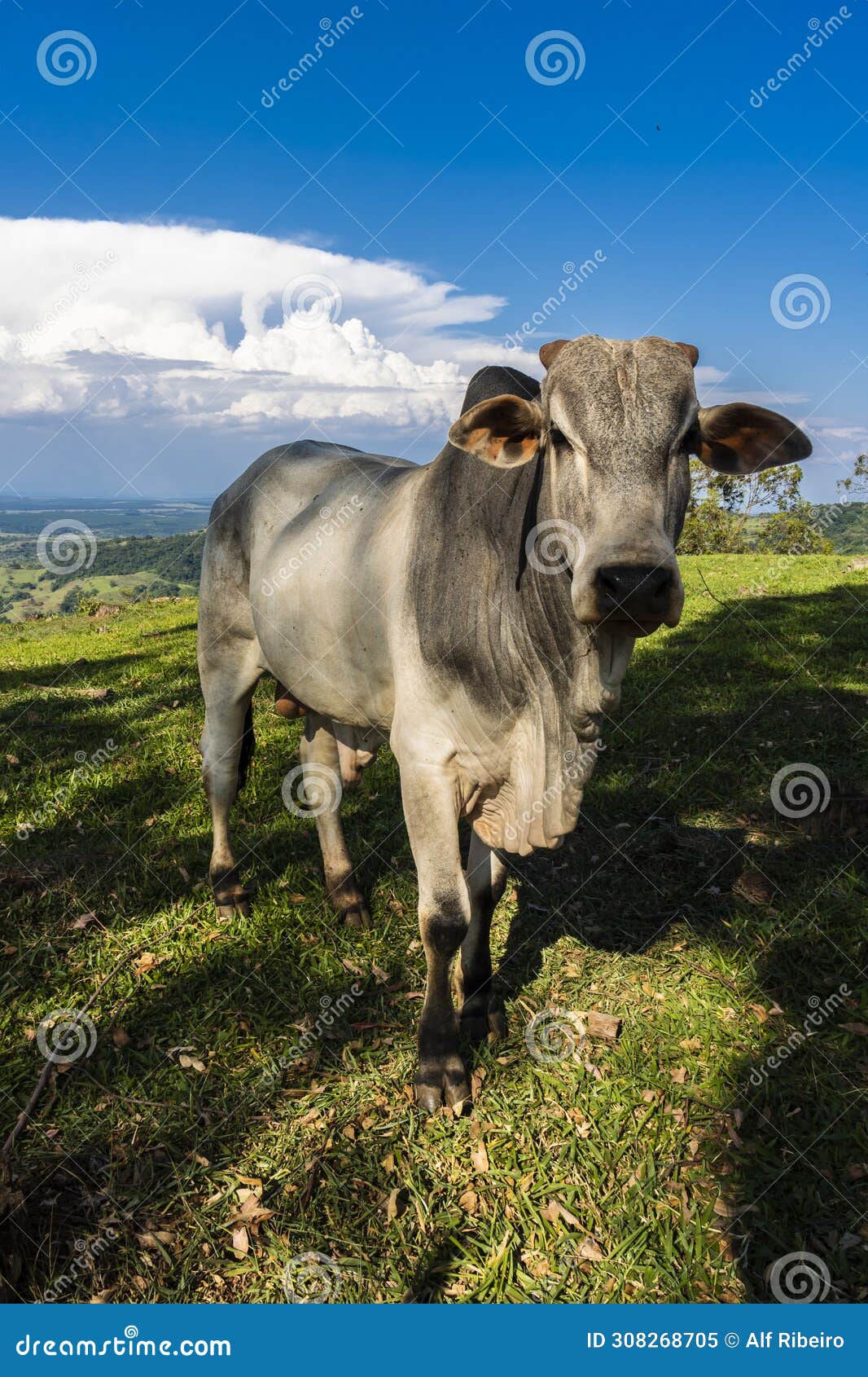 zebu nellore bull in the pasture area of a beef cattle farm
