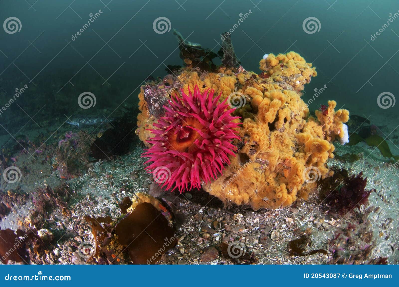 Zeeanemoon stock afbeelding. Afbeelding bestaande uit overzees - 20543087