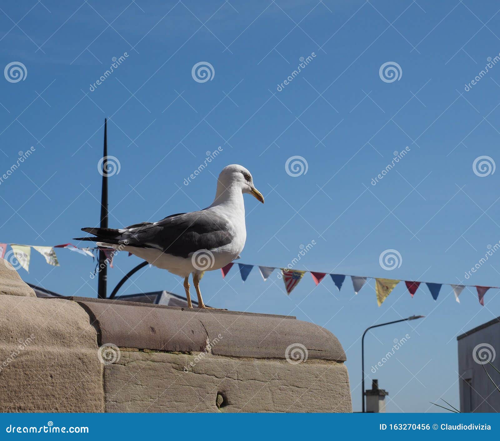 Zeedier Van Klasse Aves Vogels Stock Foto Image Of Chordata Water 163270456