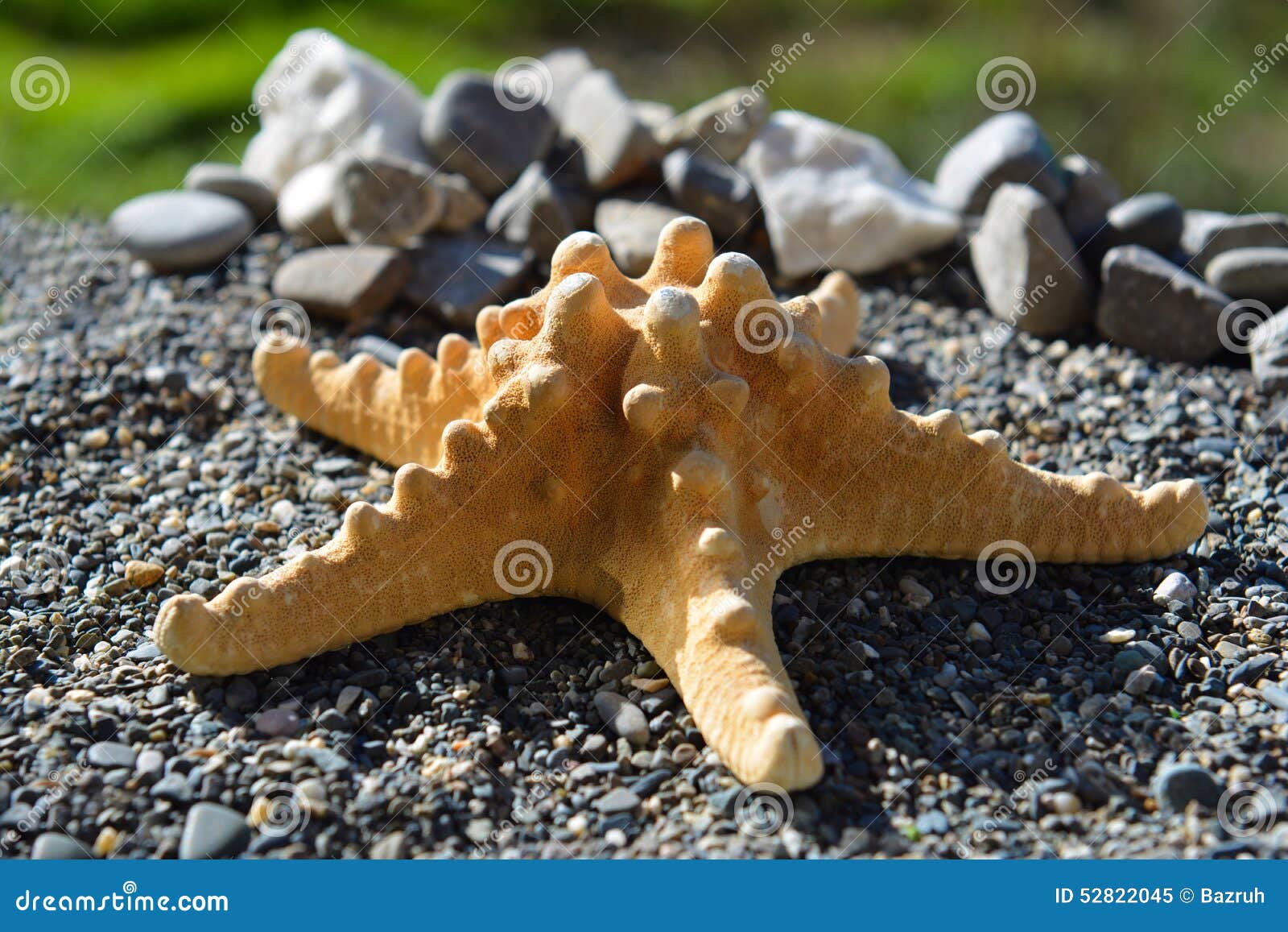 Zeester Op Zand Bij De Kust Stock Afbeelding - Afbeelding ...